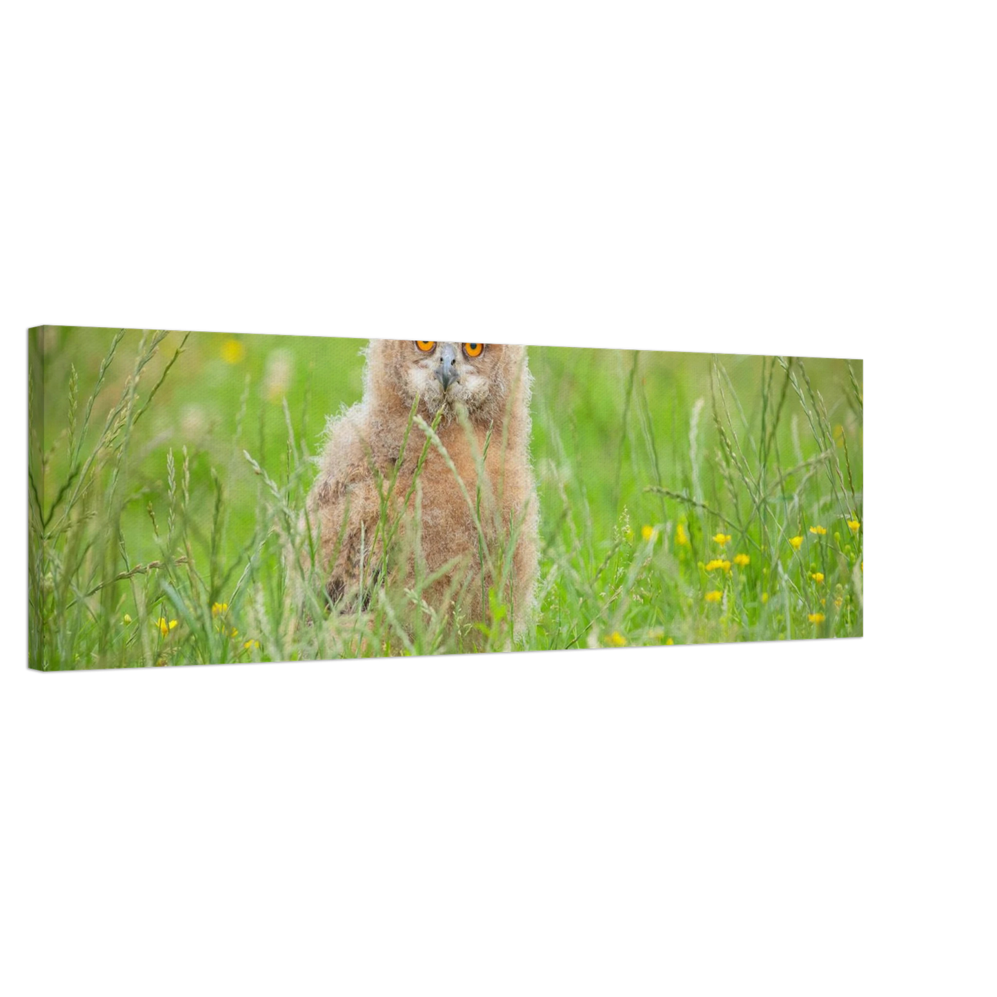 Wandbild junges eulenkueken im gras ein bezaubernder anblick fuer ihr zuhause in vielen groessen