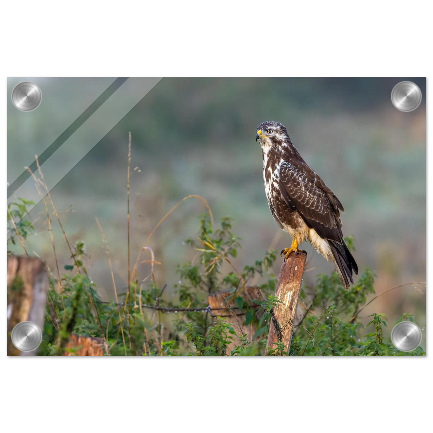 Wandbild majestaetischer bussard einblick in die wildnis auf hochglanz leinwand