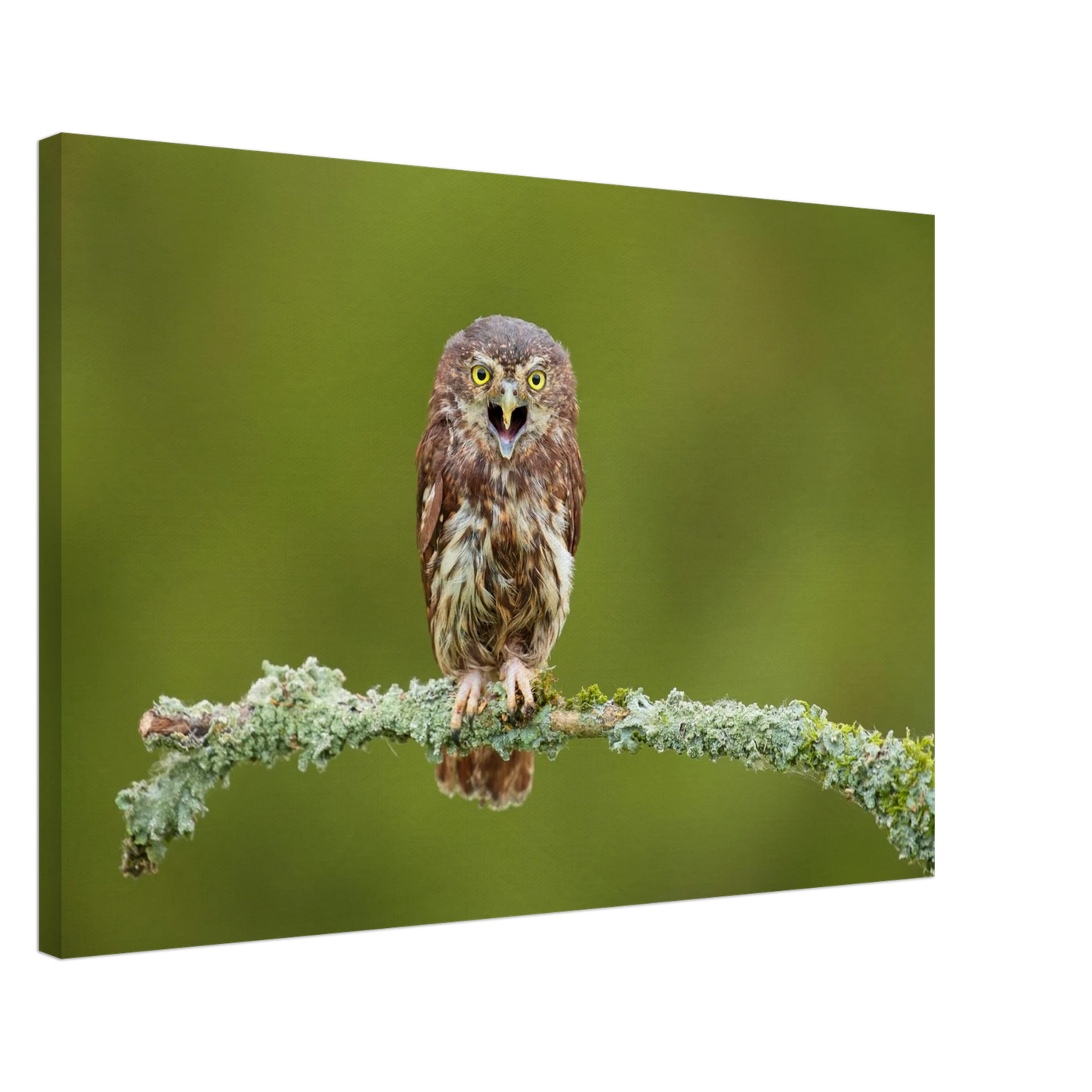 Wandbild rufer der wildnis faszinierendes eulen portraet mit leuchtenden augen fuer ihr zuhause