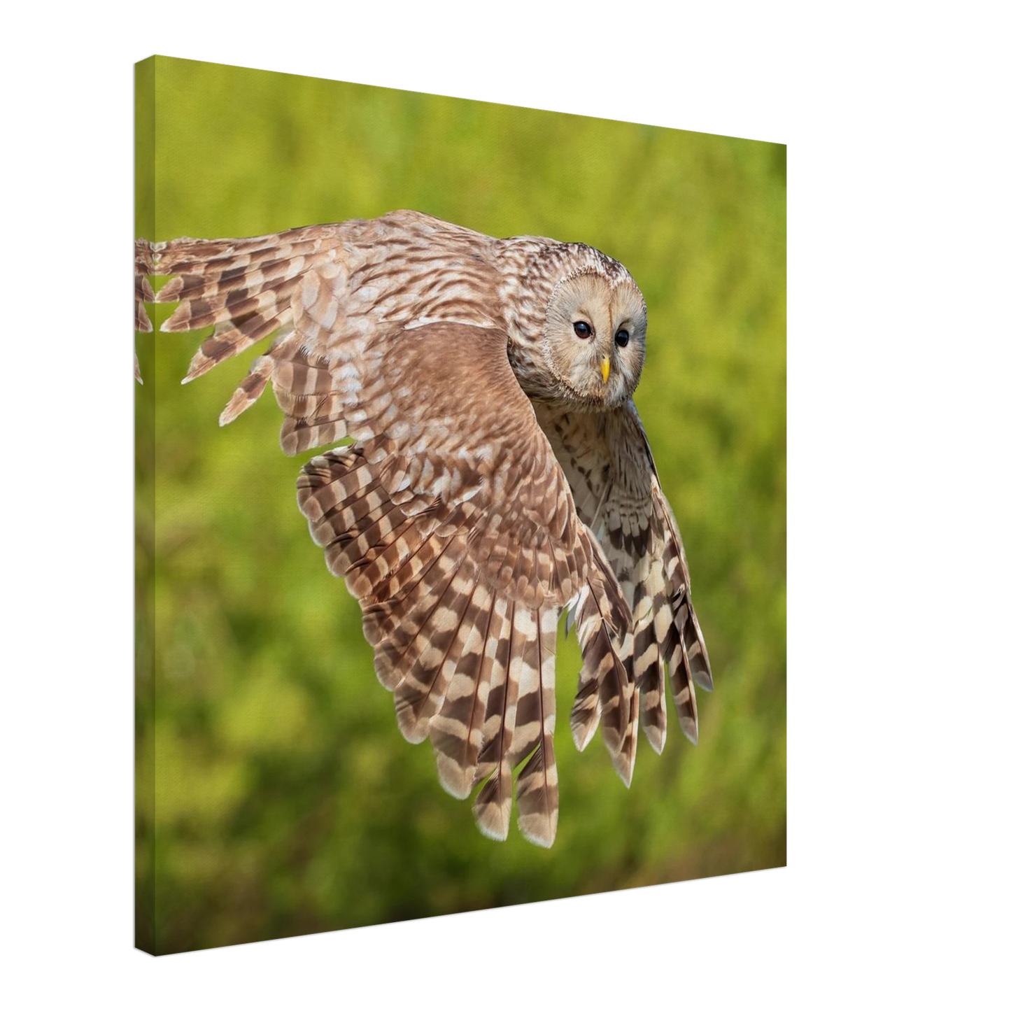 Wandbild majestaetische eule im flug naturfotografie fuer ihr zuhause