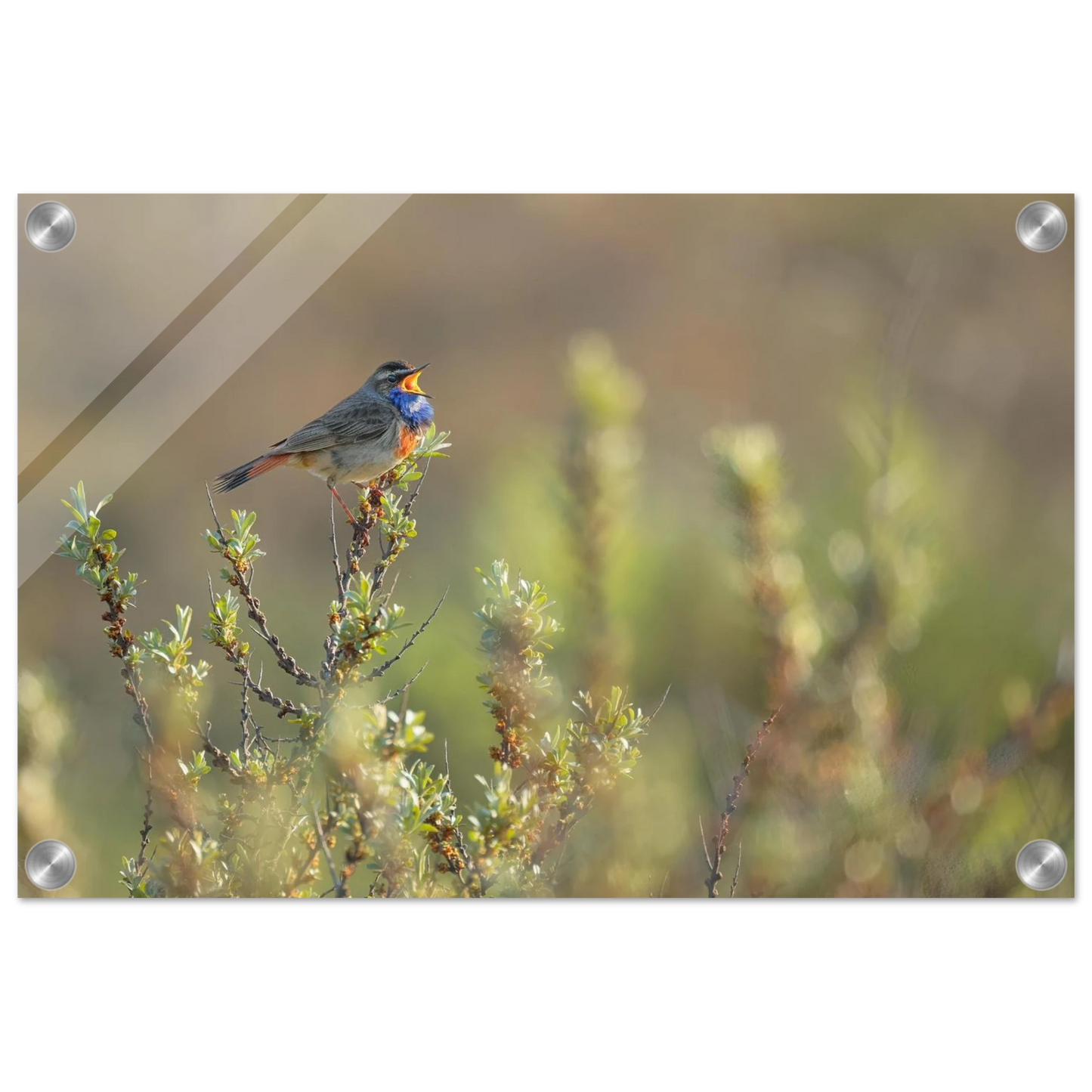 Wandbild singendes blaukehlchen lebendige naturfotografie als wandbild in verschiedenen groessen