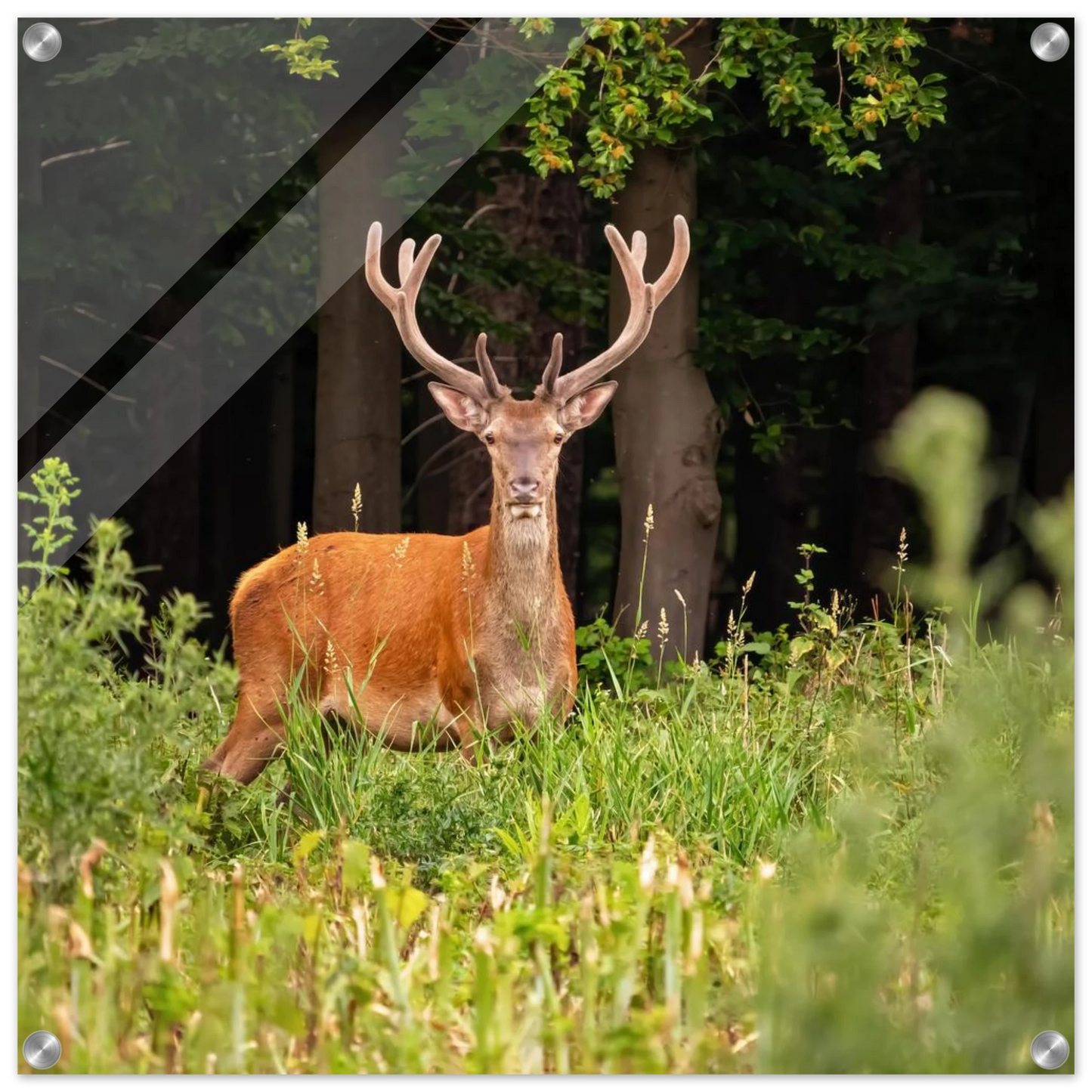 Wandbild majestaetischer hirsch im wald ein wildnis statement fuer ihr zuhause in verschiedenen groessen