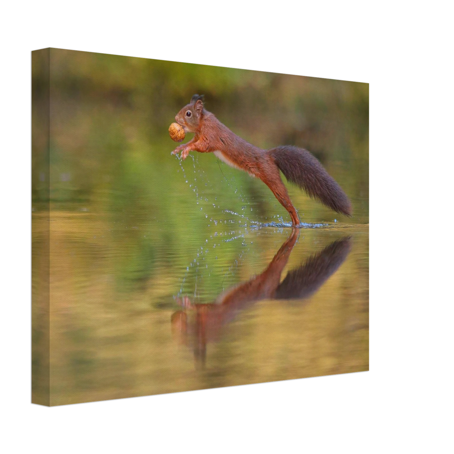 Wandbild eichhoernchen sprung dynamisches tierportrait auf premium leinwand in verschiedenen groessen erhaeltlich