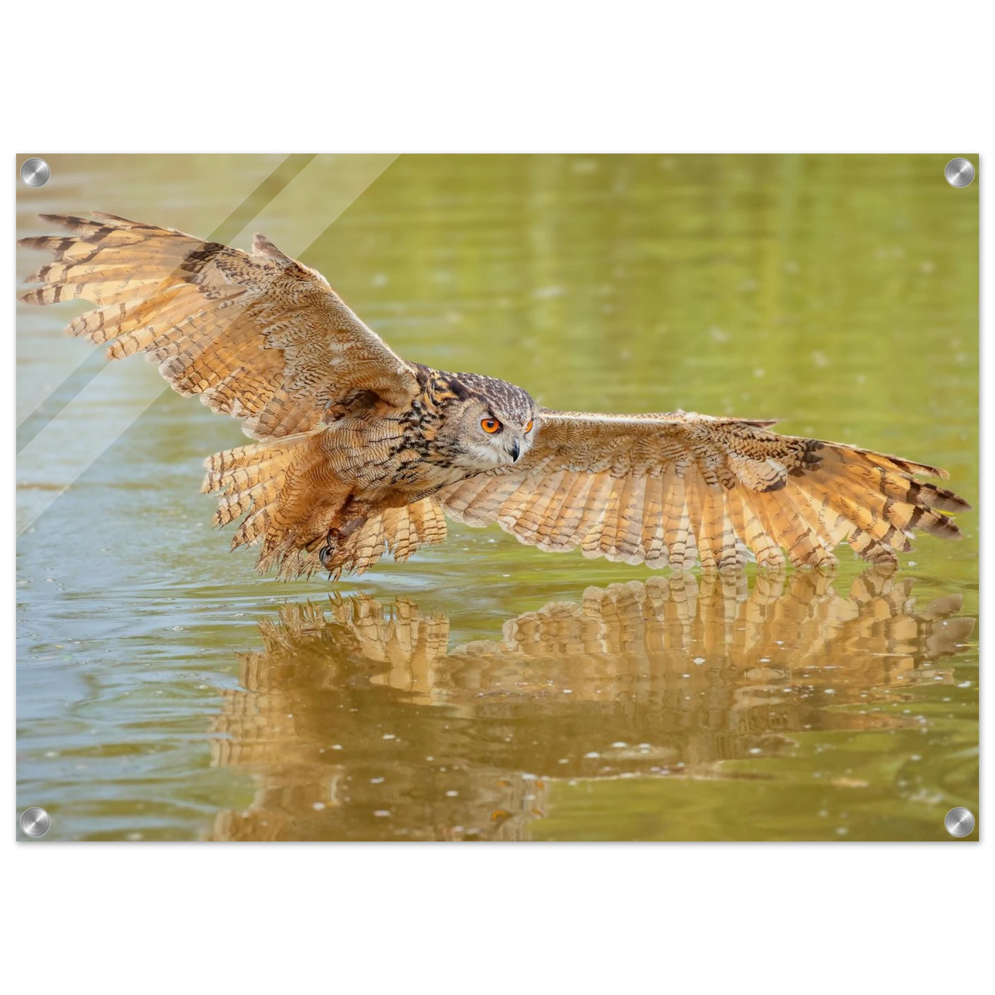 Wandbild majestaetischer uhu im jagdflug atemberaubende wildtierkunst in verschiedenen groessen