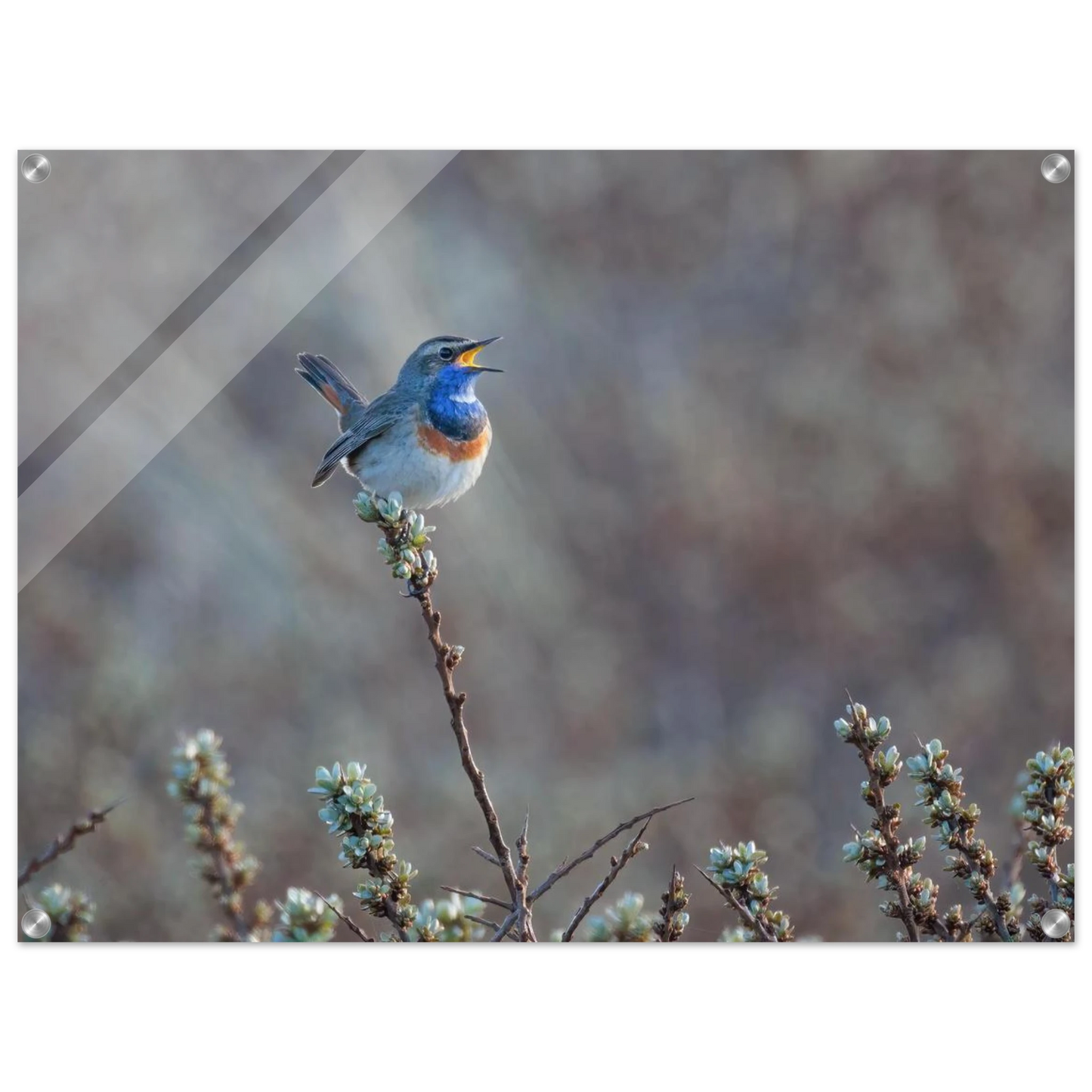 Wandbild blaukohlkehlchen im gesang naturkunst in lebendigen farben in ihrer wunschgroesse