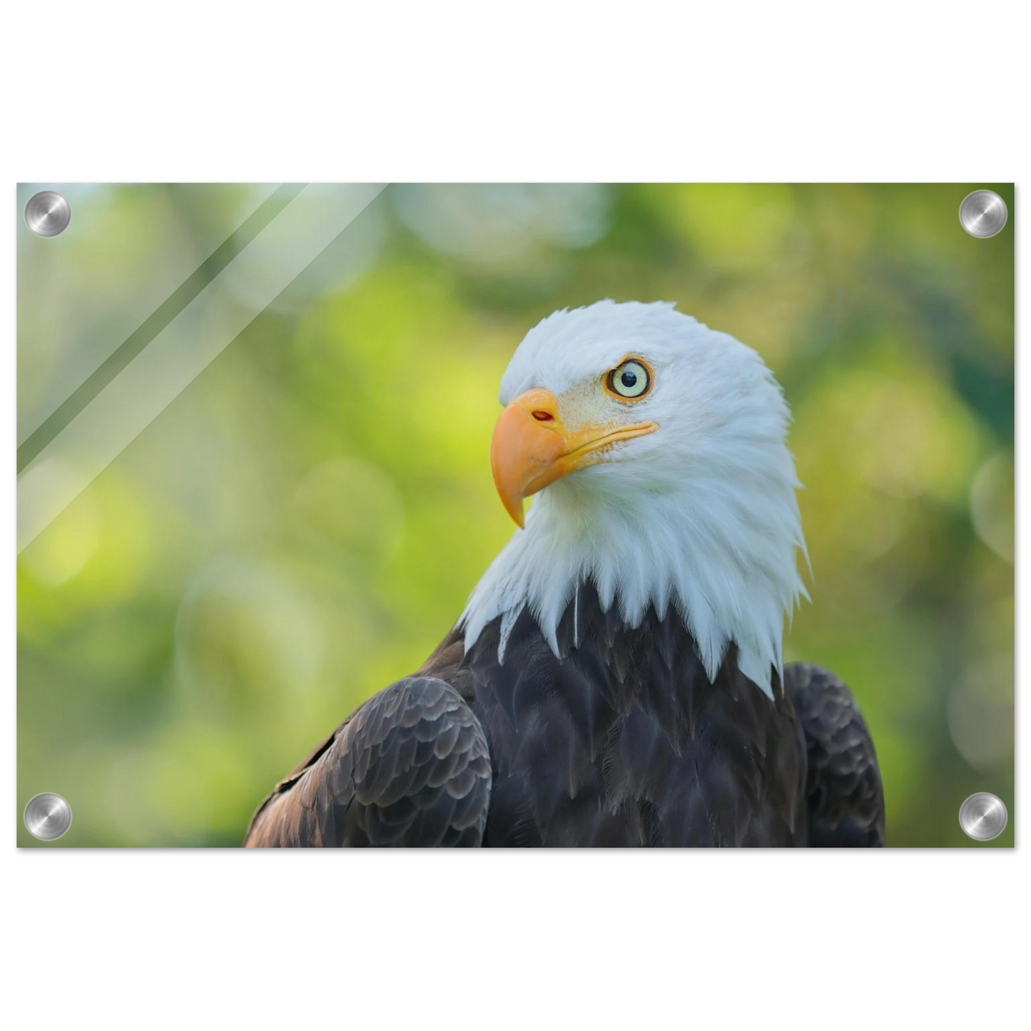 Wandbild majestaetischer weisskopfseeadler eine ode an die freiheit in ihrer wunschgroesse