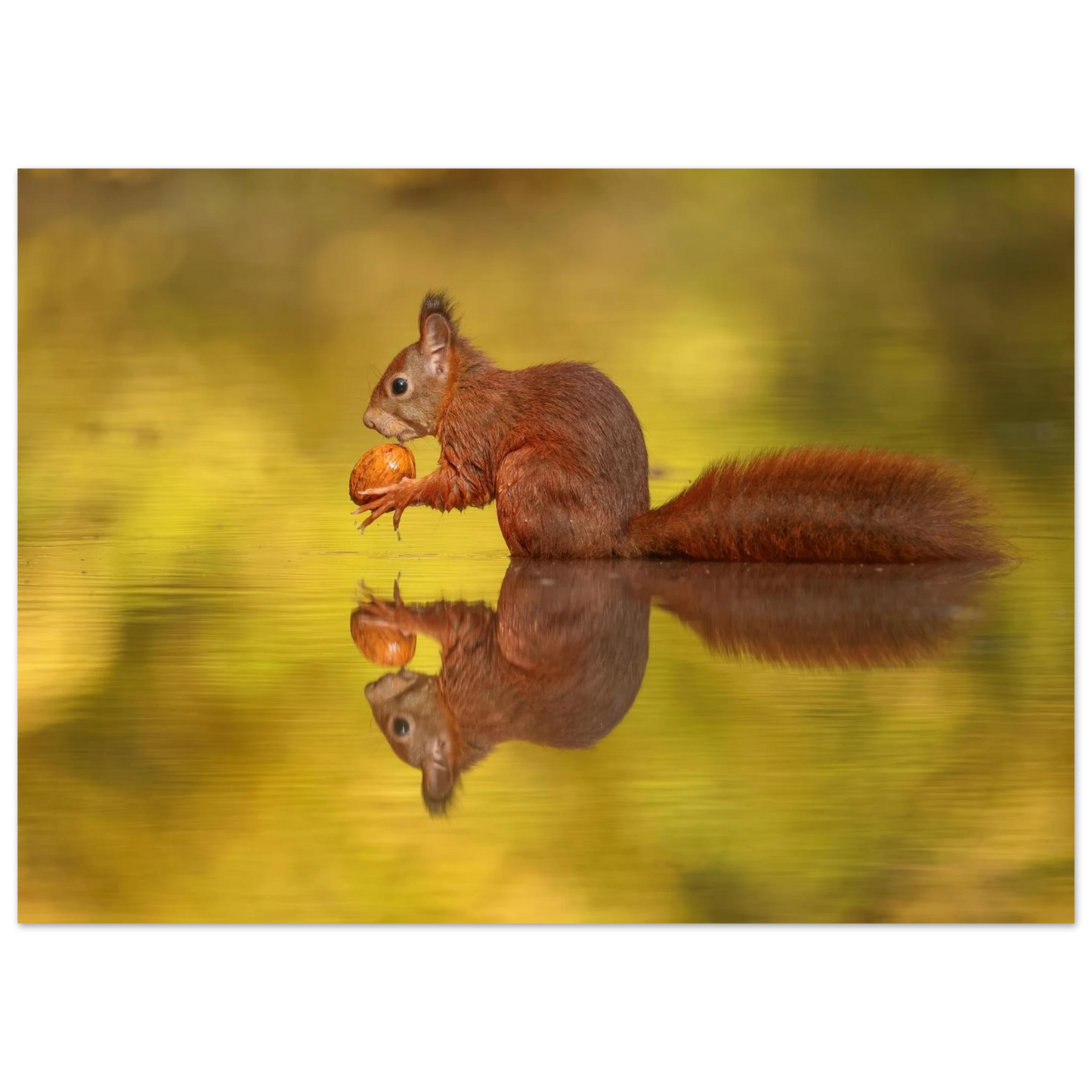 Wandbild eichhoernchen im goldenen herbstlicht lebendige tierfotografie fuer ihre wand