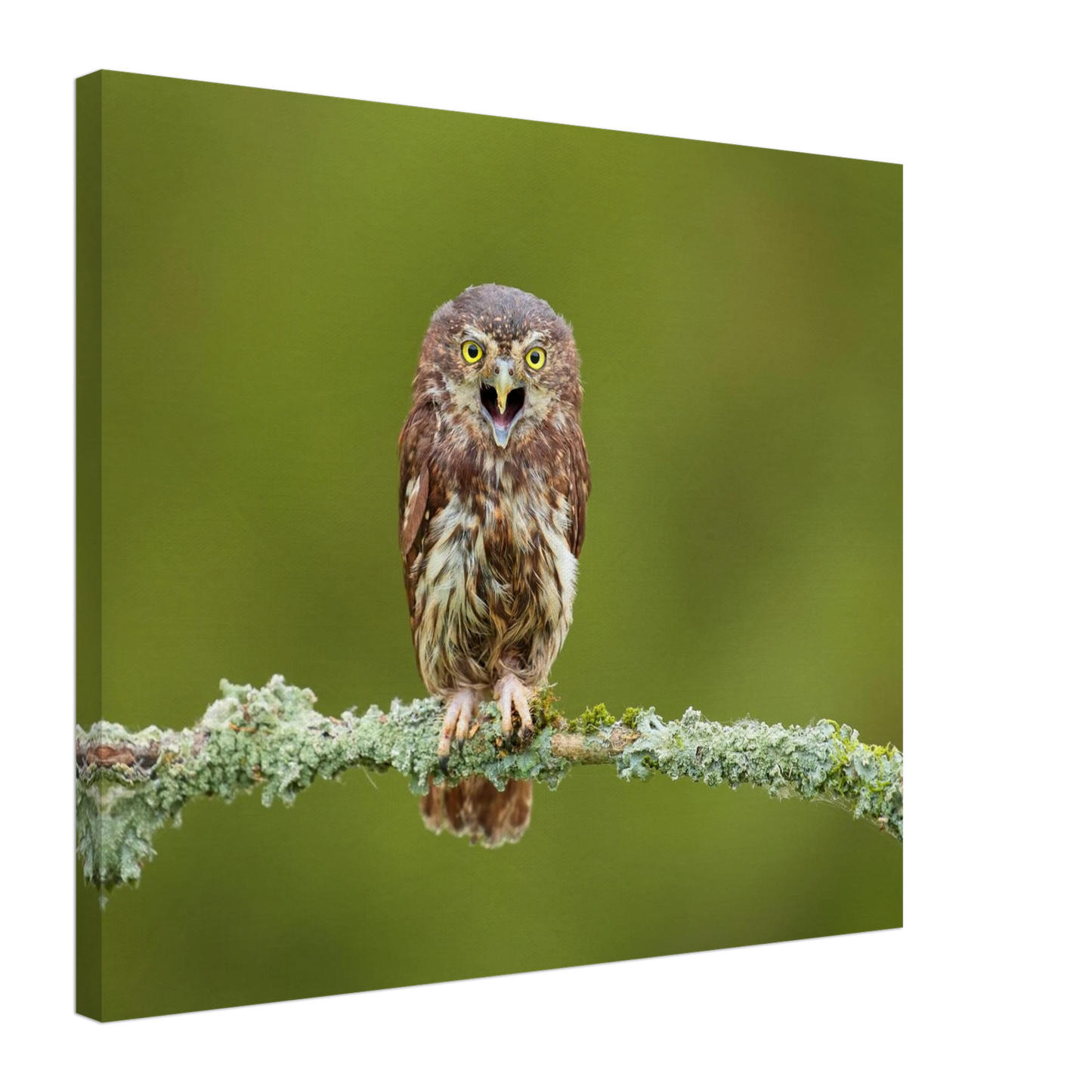 Wandbild rufer der wildnis faszinierendes eulen portraet mit leuchtenden augen fuer ihr zuhause