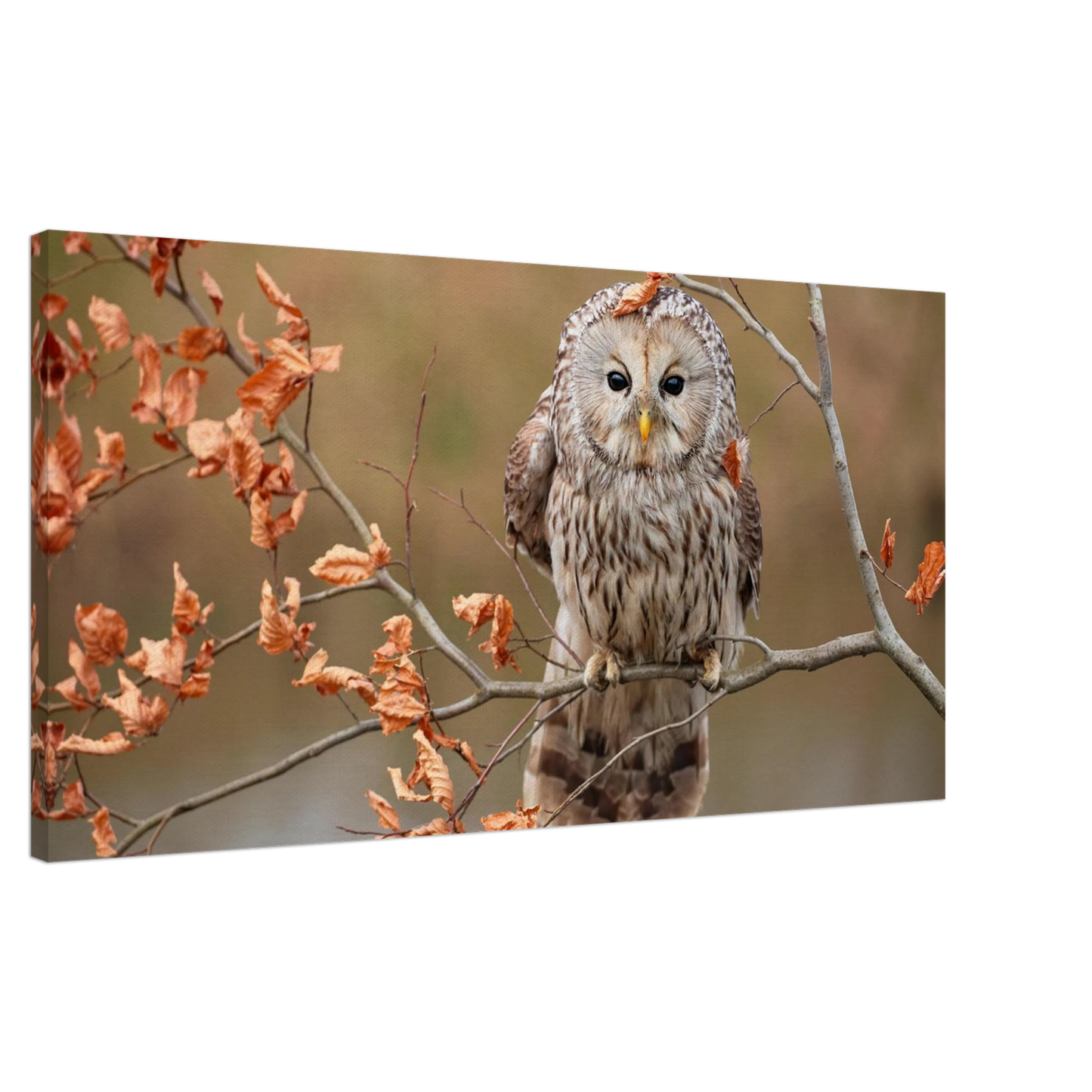 Wandbild majestaetische eule im herbstlaub einblick in die wildnis in verschiedenen groessen