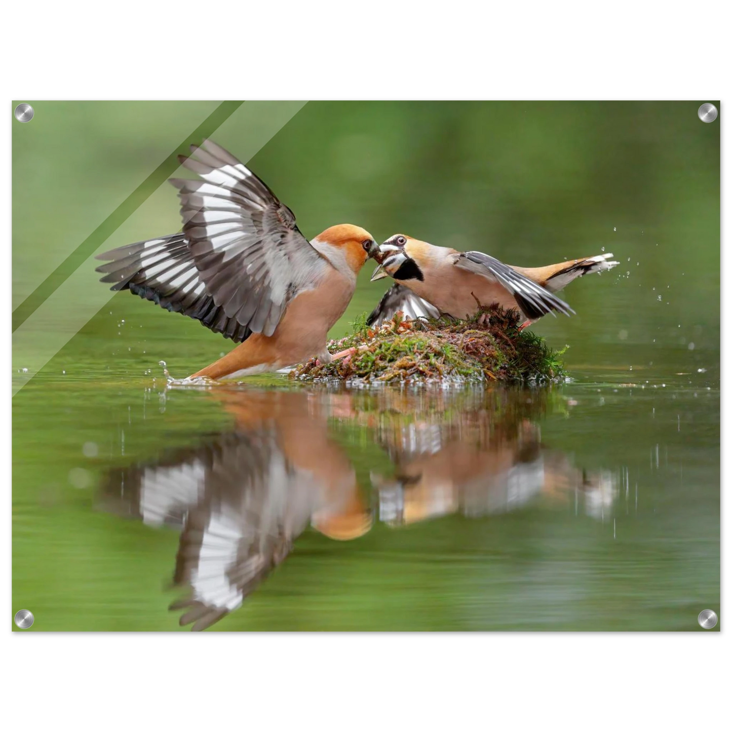 Wandbild momente der natur spektakulaerer kampf der voegel ueber dem wasser