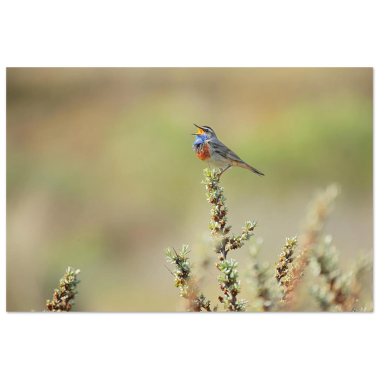 Wandbild der ruf der wildnis ein lebhaftes vogelportraet