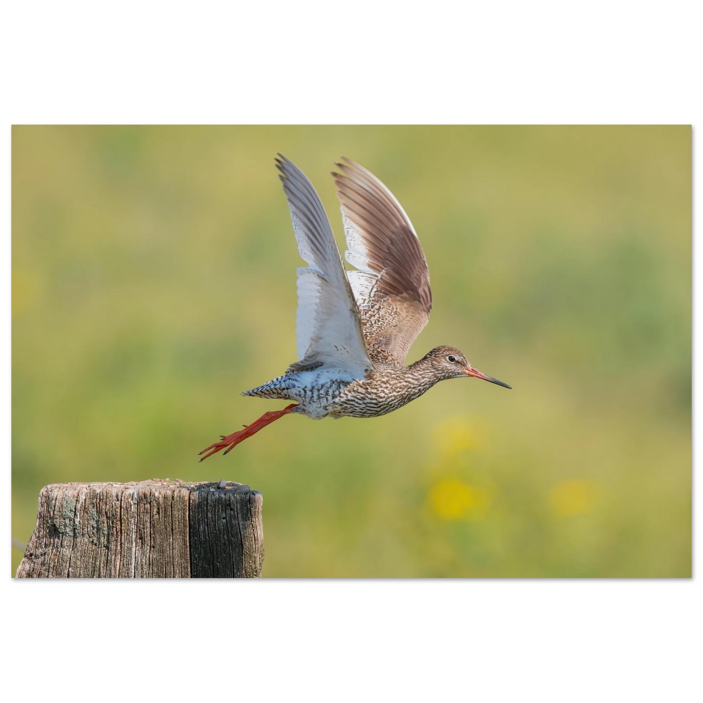 Wandbild der flug des rotschenkels dynamische tierkunst fuer ihr zuhause in vielen groessen erhaeltlich