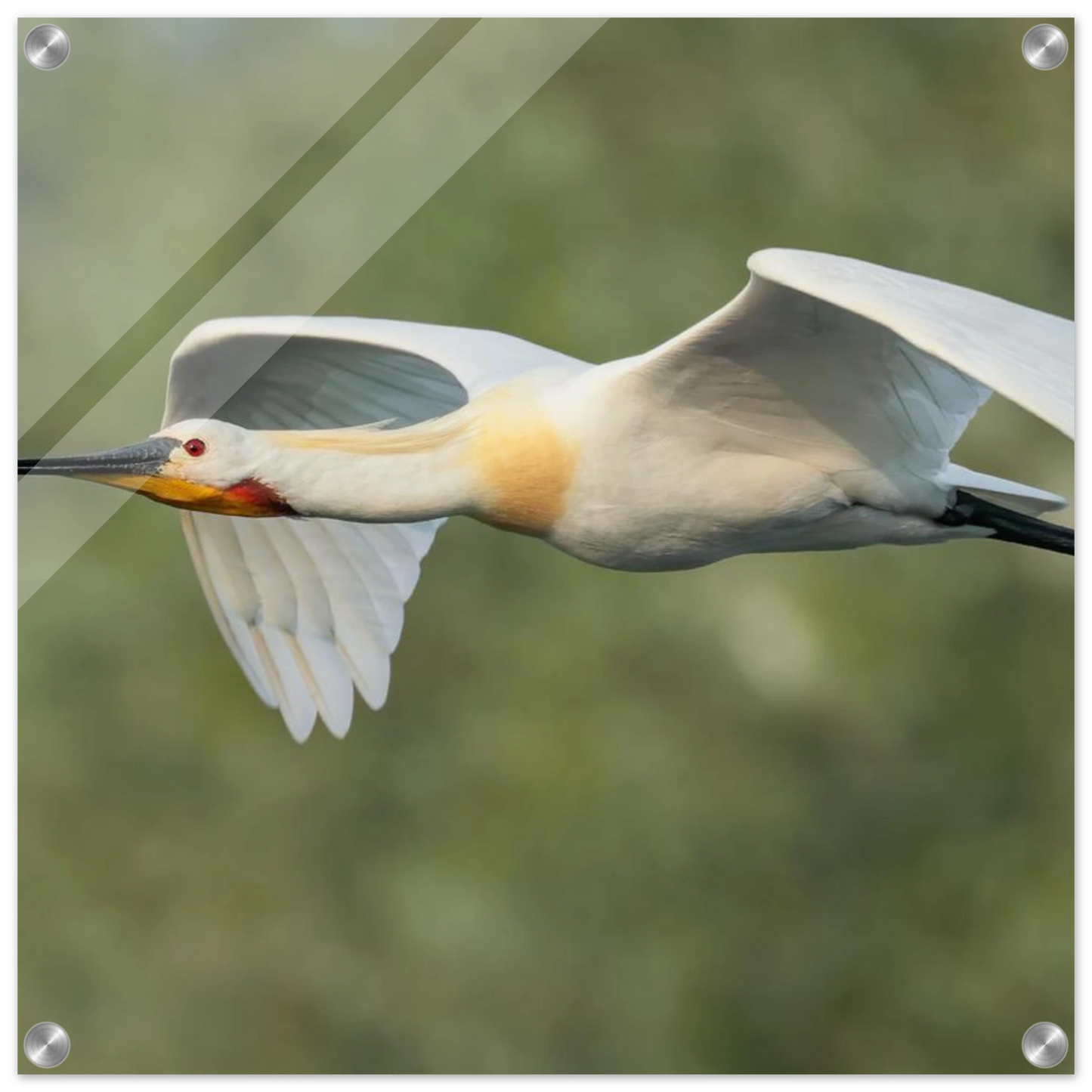 Wandbild eleganter loeffler im flug naturfotografie fuer ihr zuhause in vielen groessen