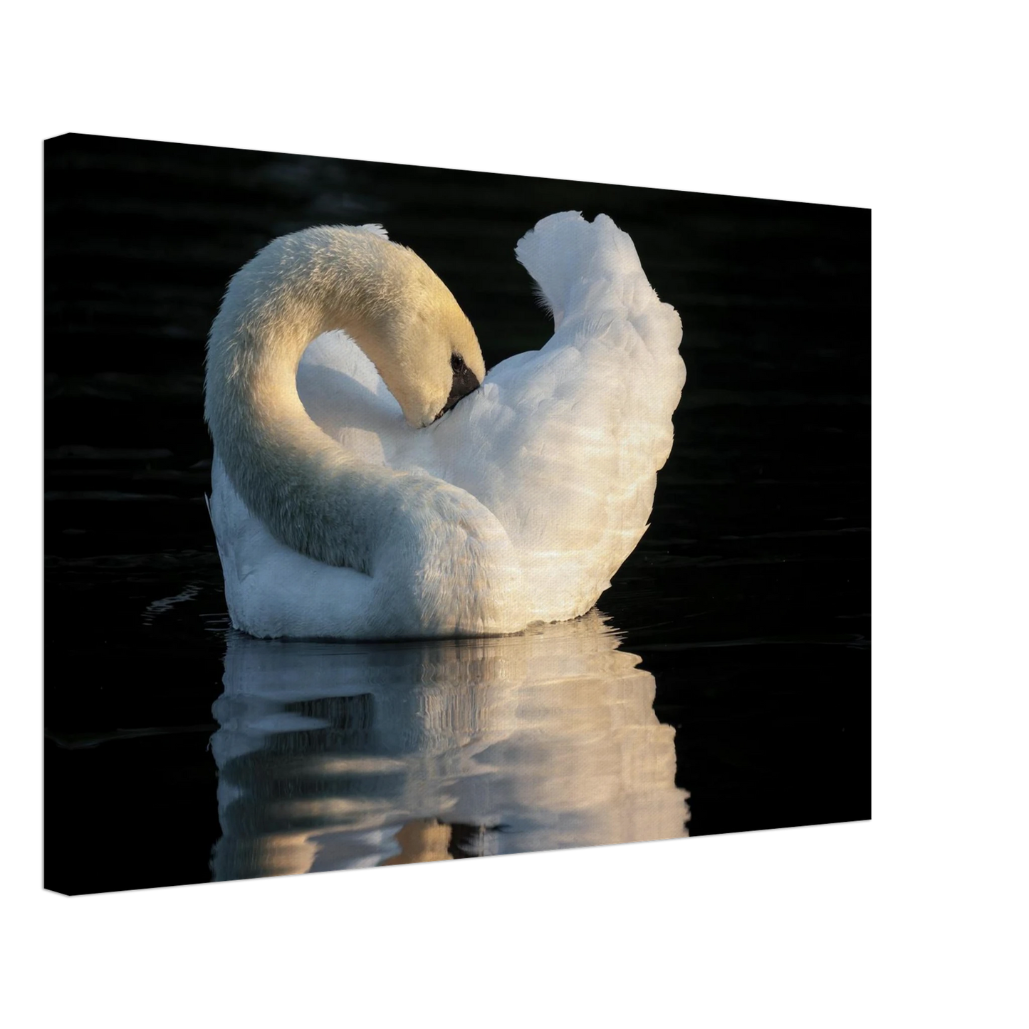 Wandbild schwan bei sonnenuntergang elegante wandkunst fuer ihr zuhause