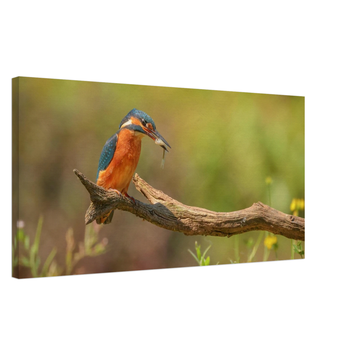 Wandbild eisvogel farbpracht leuchtende naturkunst fuer ihr zuhause in vielen groessen