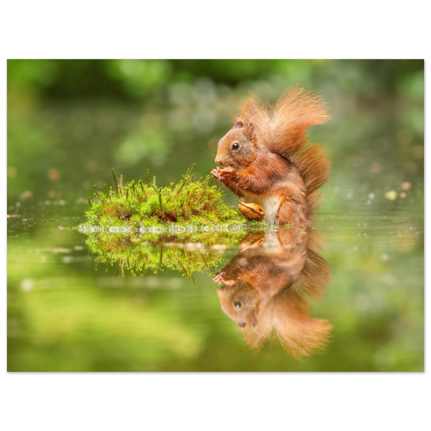 Wandbild bezauberndes eichhoernchen mit nuss ein spiegelbild der natur