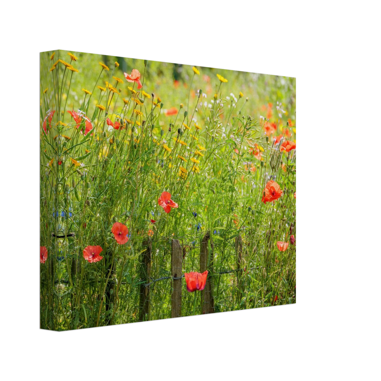 Wandbild wildblumen feld rot gelb sonnige mohnblumen wiese als kunstdruck