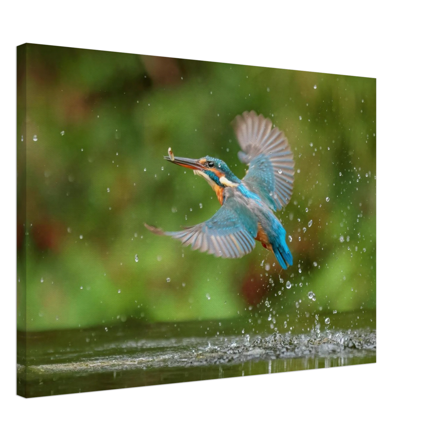 Wandbild eisvogel lebendige tierfotografie mit lebhaften blautoenen