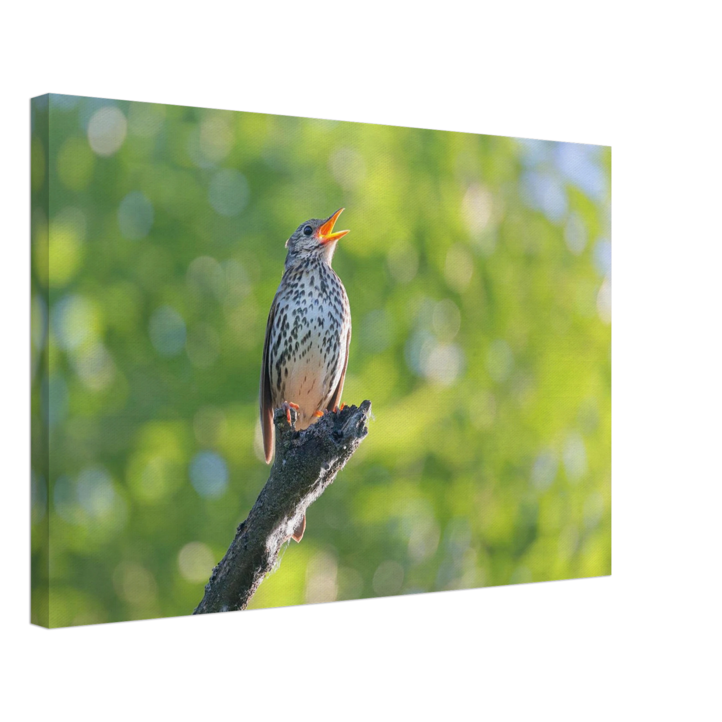 Wandbild bezaubernder singvogel in gruen ein naturportraet fuer ihr zuhause in vielen groessen