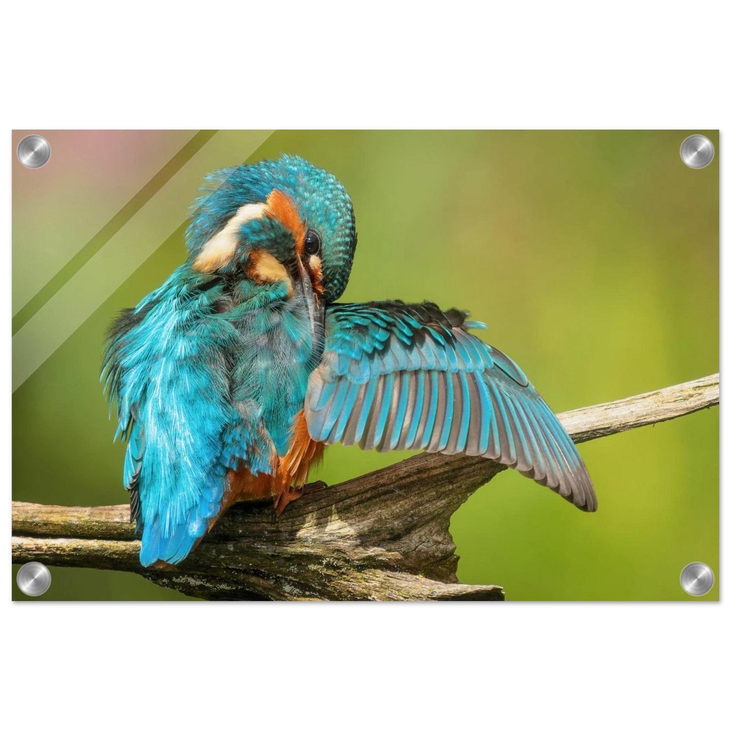 Wandbild eisvogel lebendige farbenpracht der natur auf leinwand