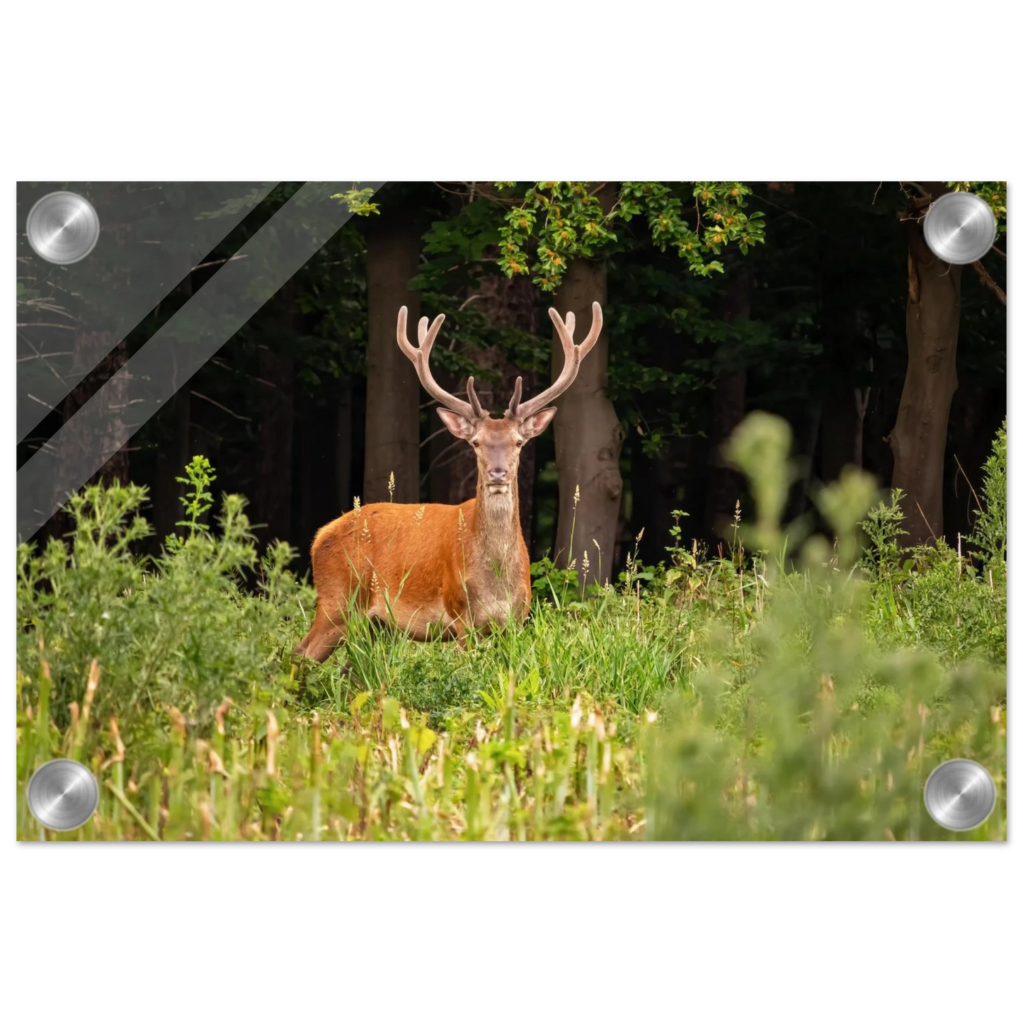 Wandbild majestaetischer hirsch im wald ein wildnis statement fuer ihr zuhause in verschiedenen groessen