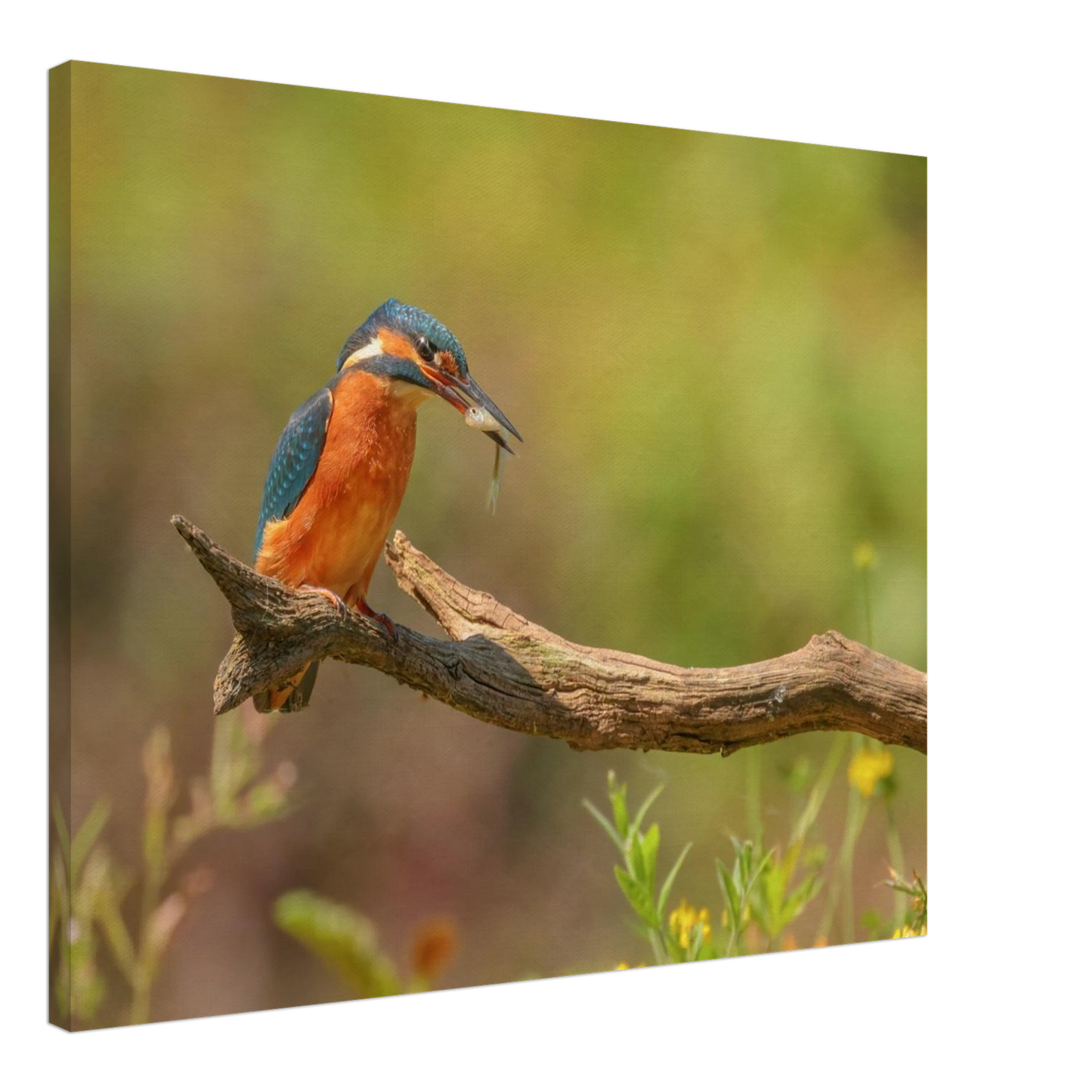 Wandbild eisvogel farbpracht leuchtende naturkunst fuer ihr zuhause in vielen groessen