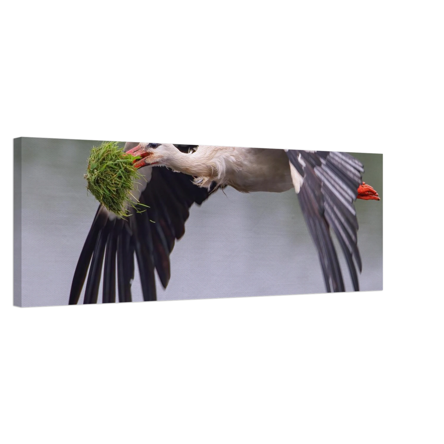 Wandbild nestbauender weissstorch im flug lebendige naturfotografie fuer ihr zuhause