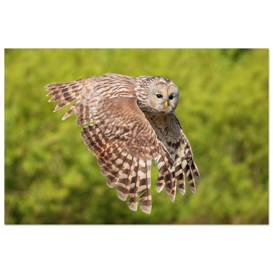Wandbild majestaetische eule im flug naturfotografie fuer ihr zuhause