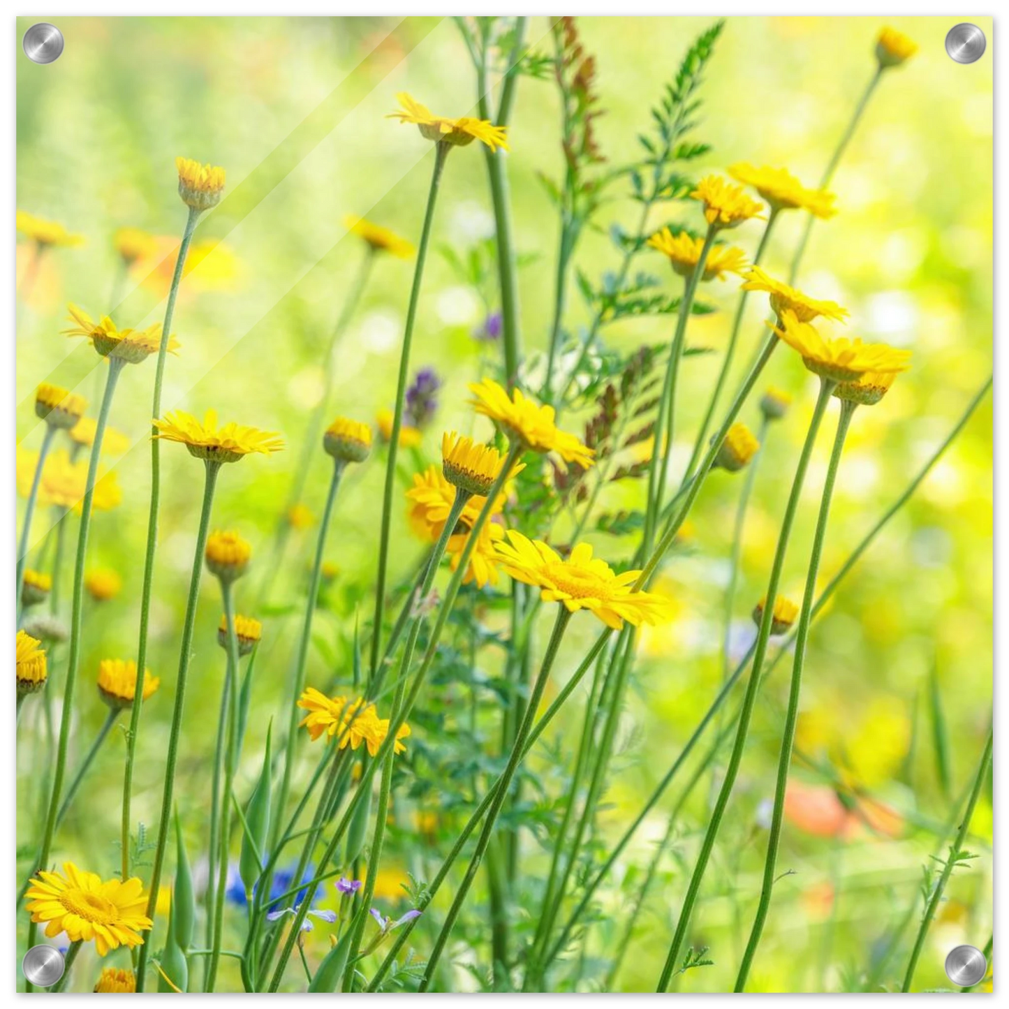 Wandbild sunshine meadow lebendiger blumen druck in verschiedenen groessen