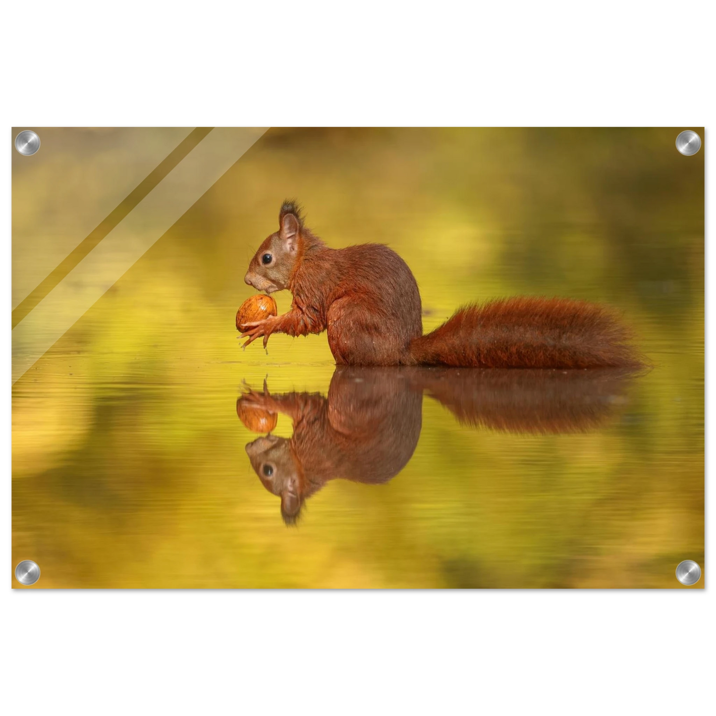 Wandbild eichhoernchen im goldenen herbstlicht lebendige tierfotografie fuer ihre wand