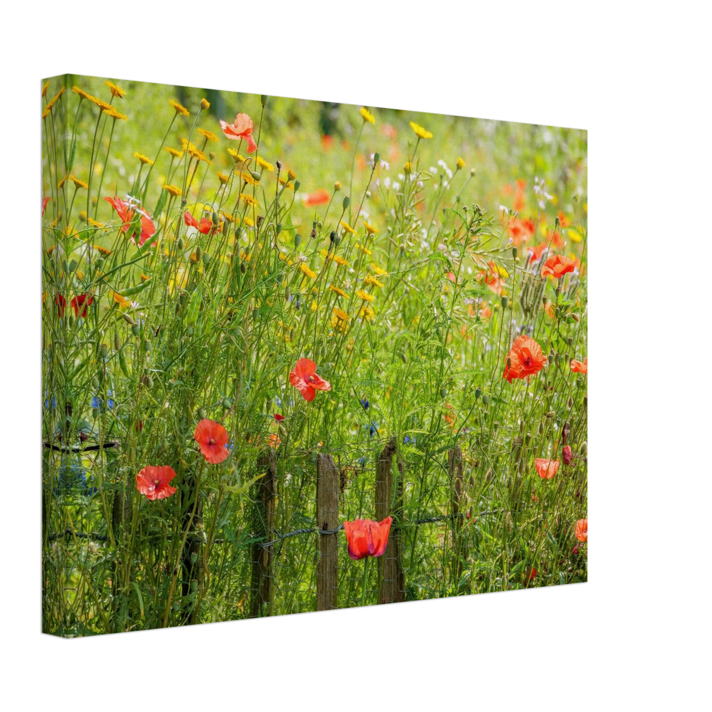 Wandbild wildblumen feld rot gelb sonnige mohnblumen wiese als kunstdruck