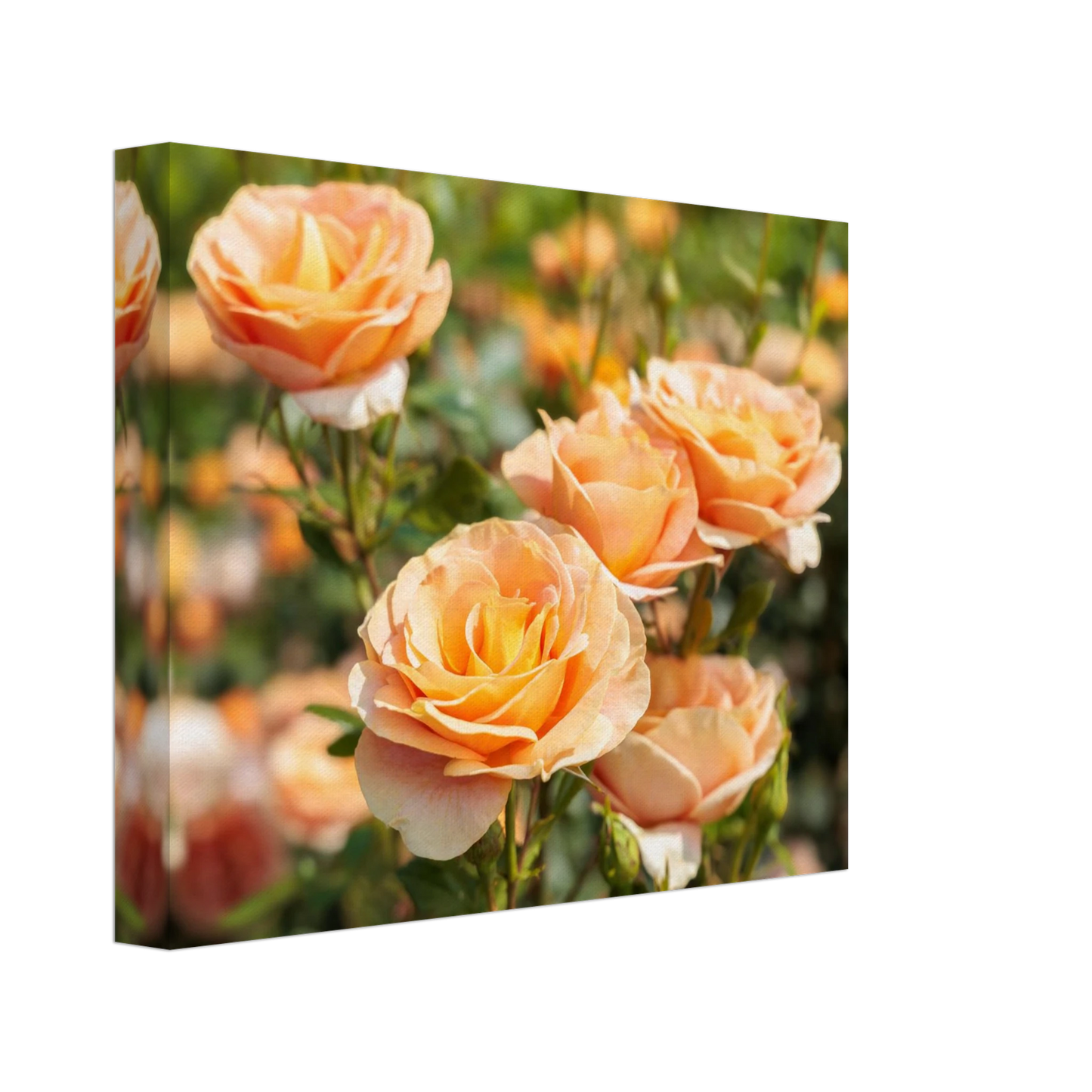 Wandbild romantische pfirsichrosen im sonnenschein botanische kunst fuer ihr zuhause in vielen groessen