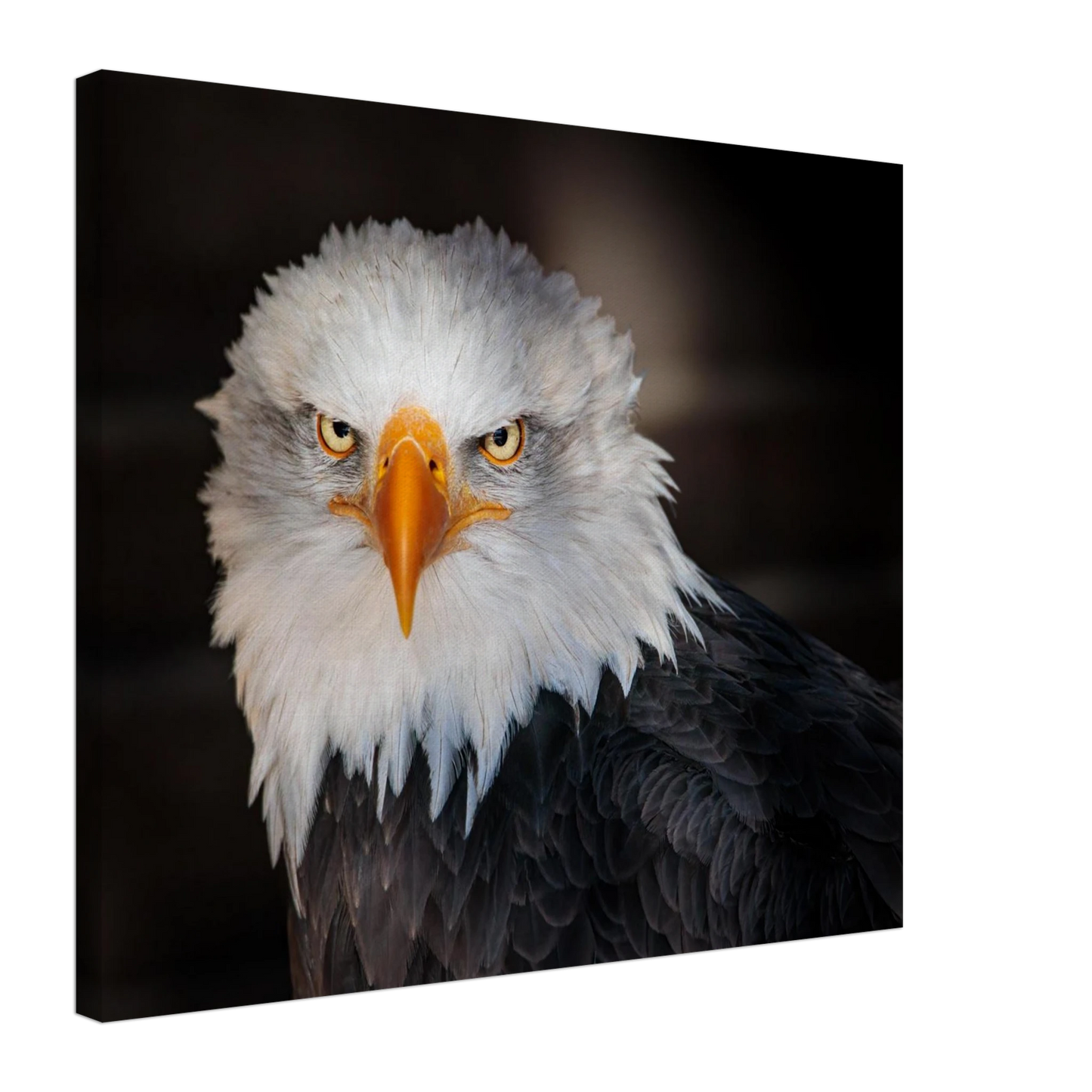 Wandbild majestaetischer adler ausdrucksstarke tierfotografie fuer ihr zuhause in vielen groessen erhaeltlich