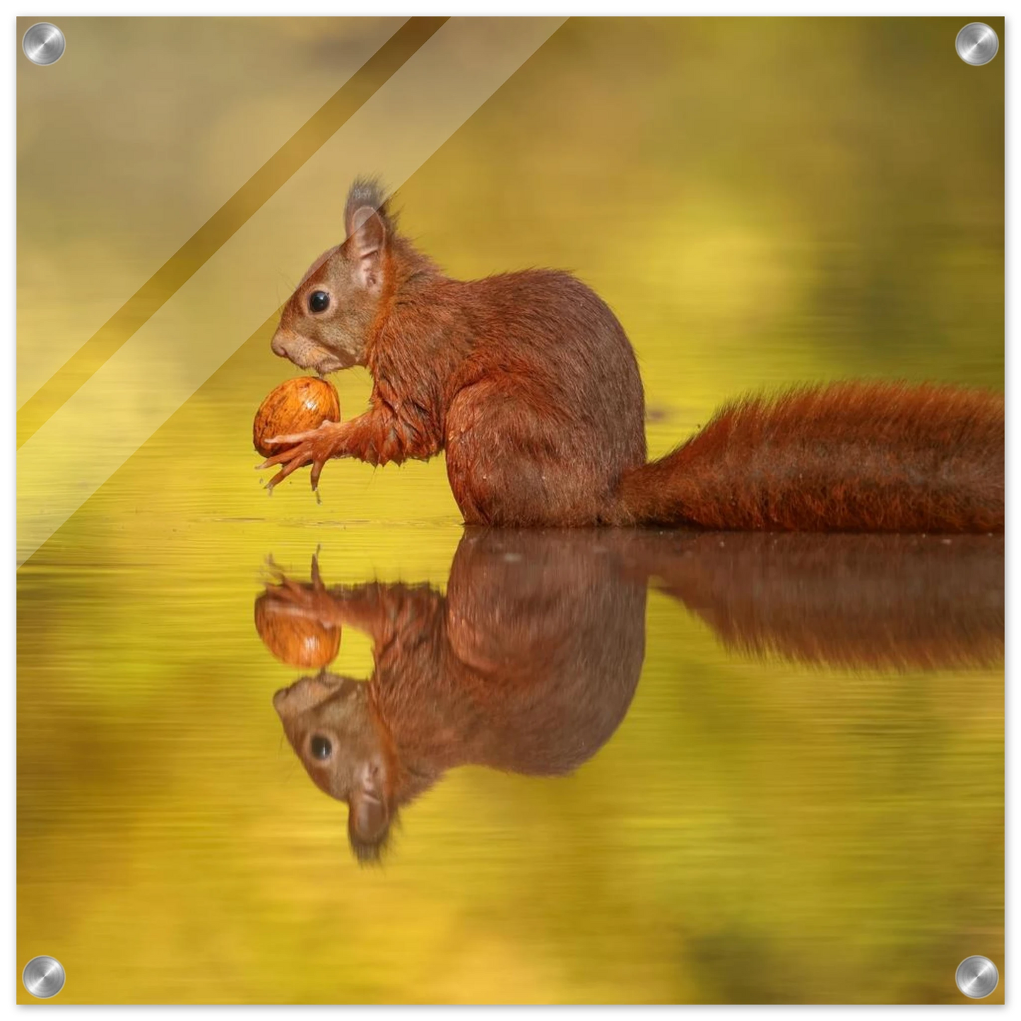 Wandbild eichhoernchen im goldenen herbstlicht lebendige tierfotografie fuer ihre wand