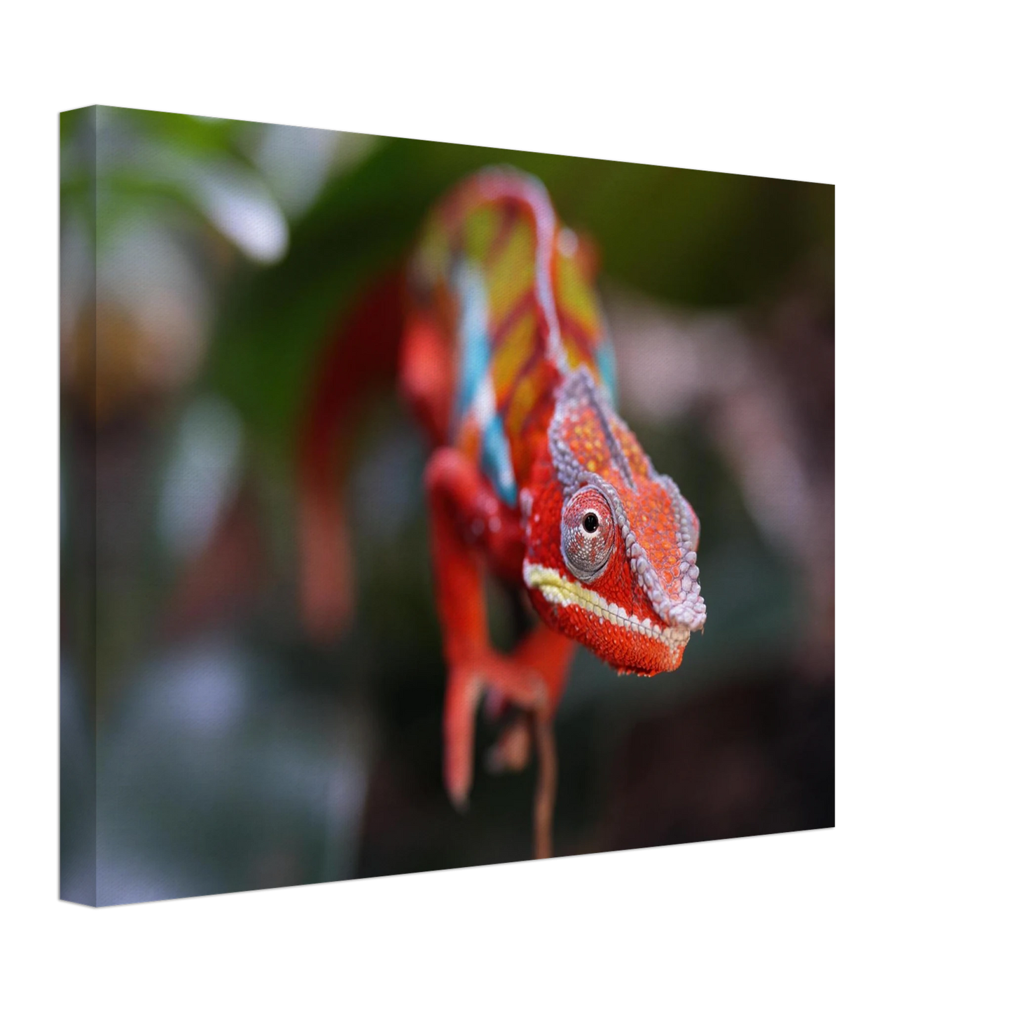 Wandbild faszinierendes chamaeleon portraet lebendige tierkunst fuer ihr zuhause in ihrer wunschgroesse