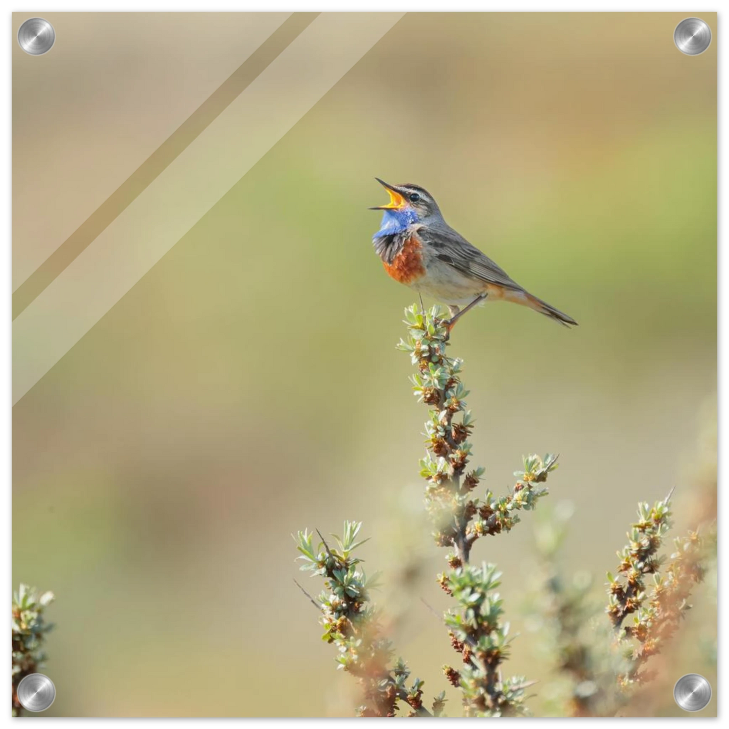 Wandbild der ruf der wildnis ein lebhaftes vogelportraet
