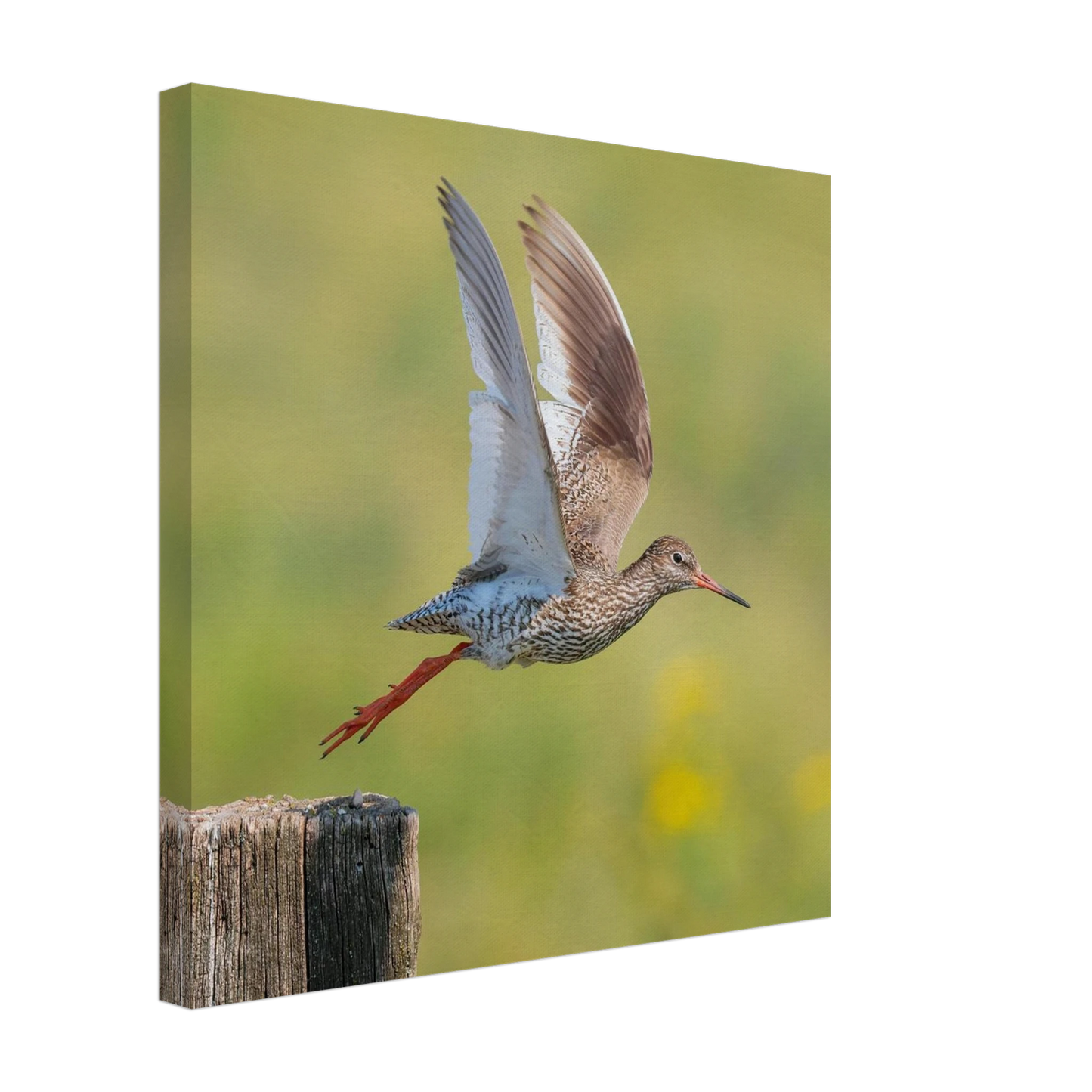 Wandbild der flug des rotschenkels dynamische tierkunst fuer ihr zuhause in vielen groessen erhaeltlich