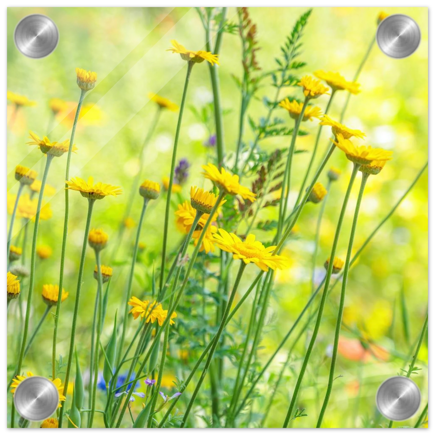Wandbild sunshine meadow lebendiger blumen druck in verschiedenen groessen