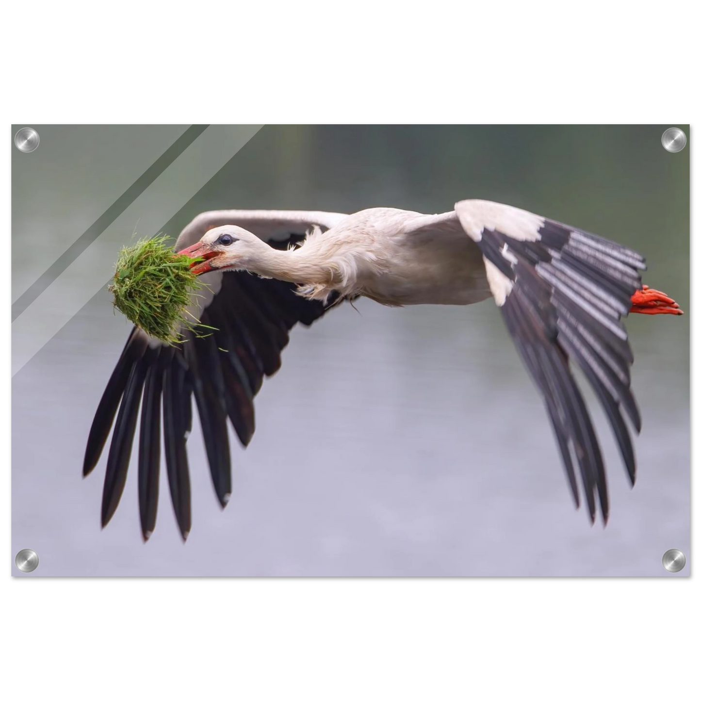 Wandbild nestbauender weissstorch im flug lebendige naturfotografie fuer ihr zuhause