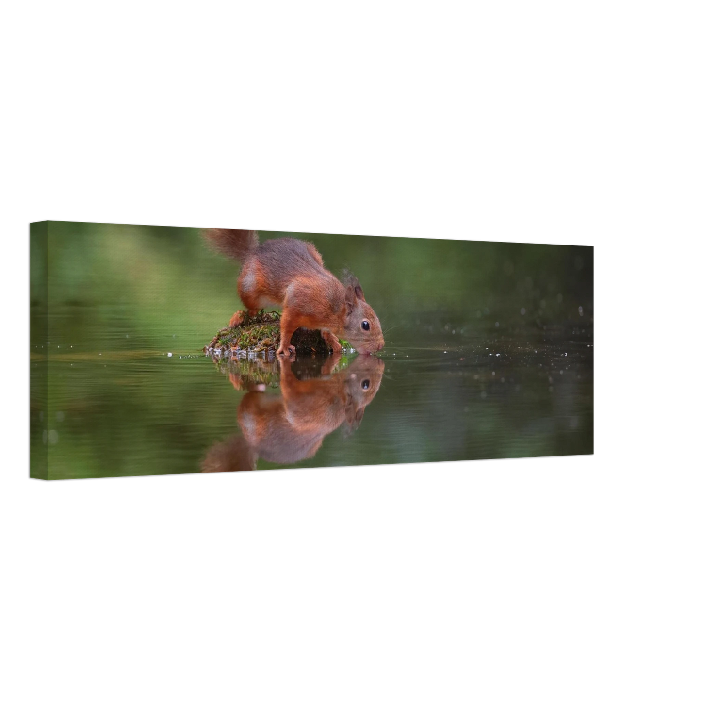 Wandbild durstiges eichhoernchen eine ruhige reflexion in der natur erhaeltlich in vielen groessen