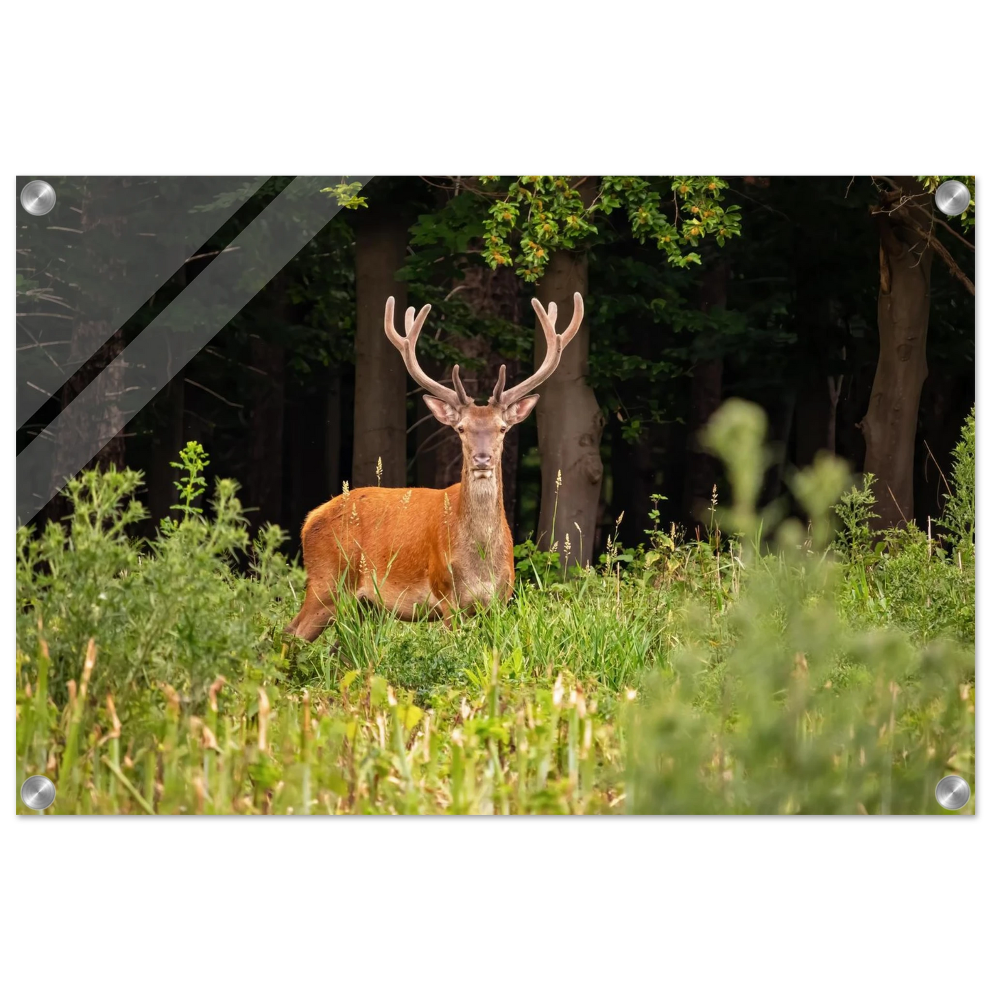 Wandbild majestaetischer hirsch im wald ein wildnis statement fuer ihr zuhause in verschiedenen groessen