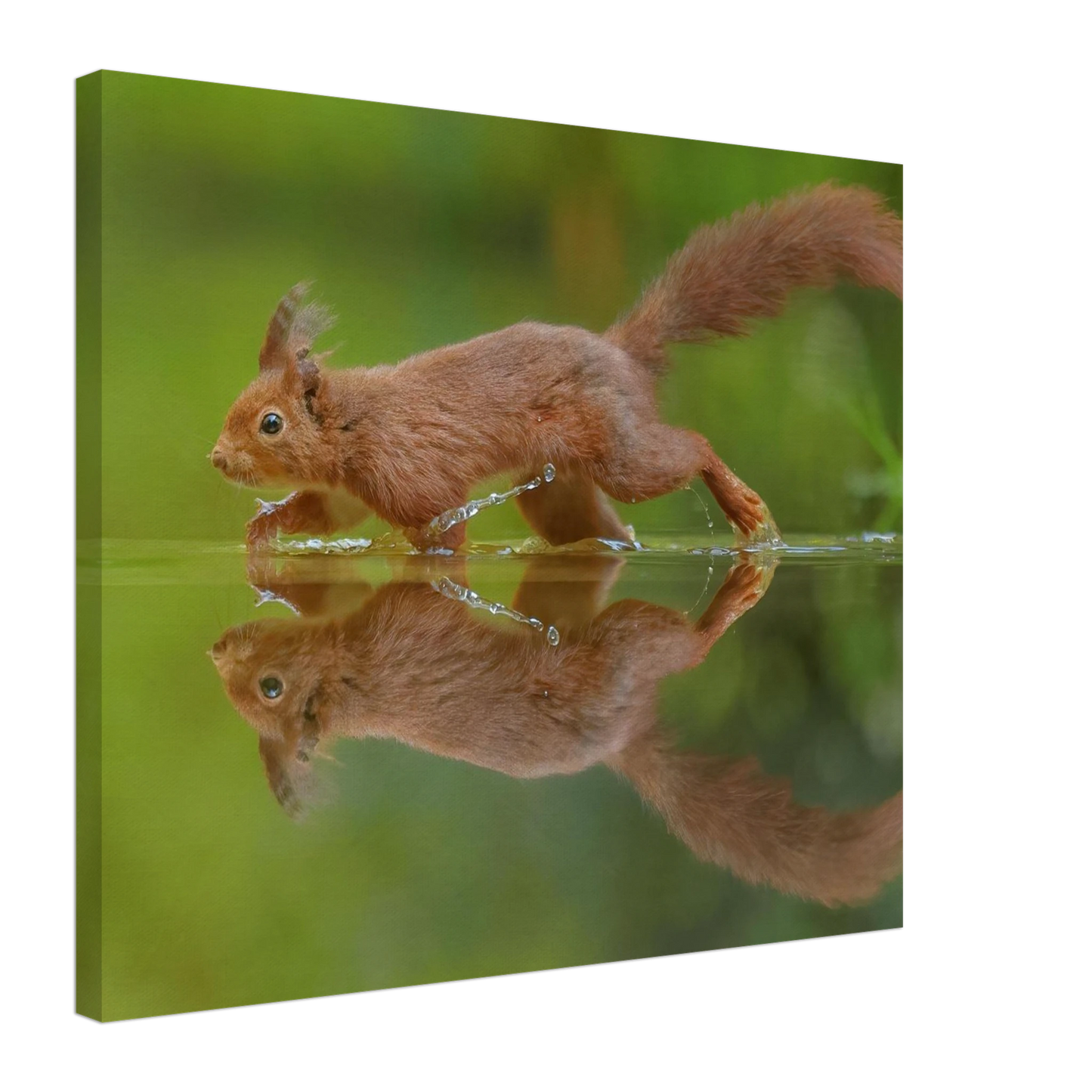 Wandbild eichhoernchen tanz eichhoernchen kunst fuer zuhause in ihrer wunschgroesse