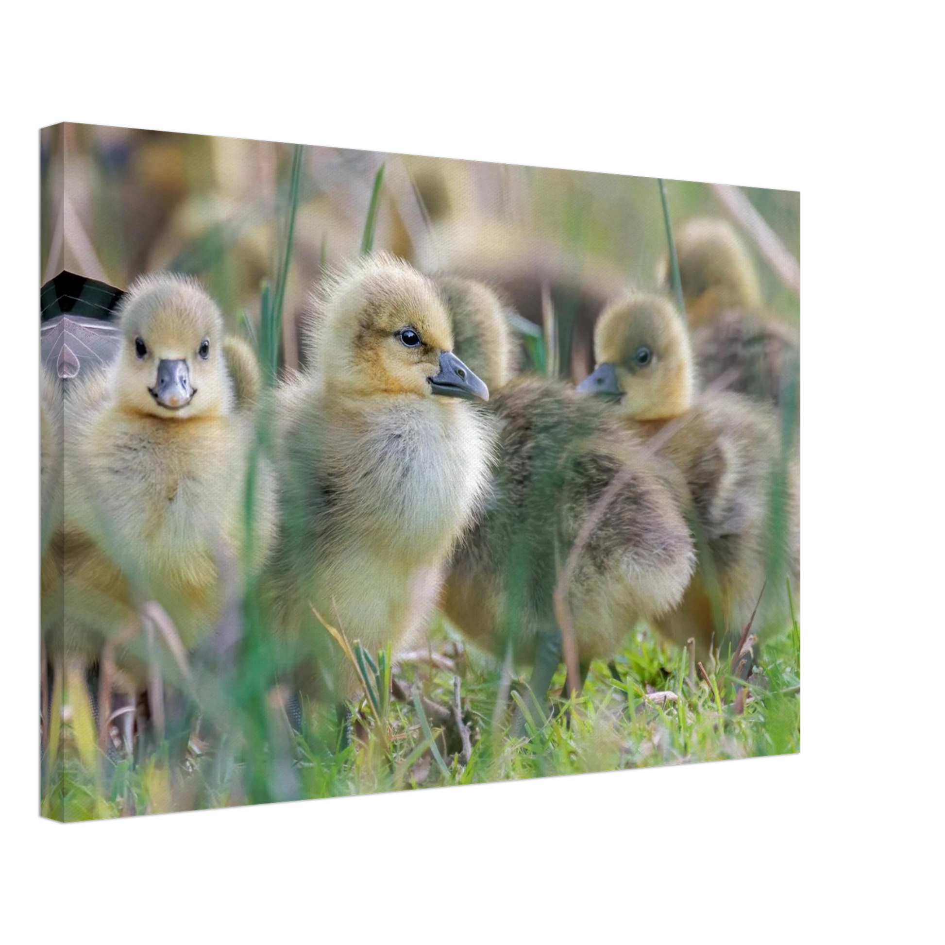 Wandbild kueken in zartgruen und gold suesse baby gans kunst in vielen groessen