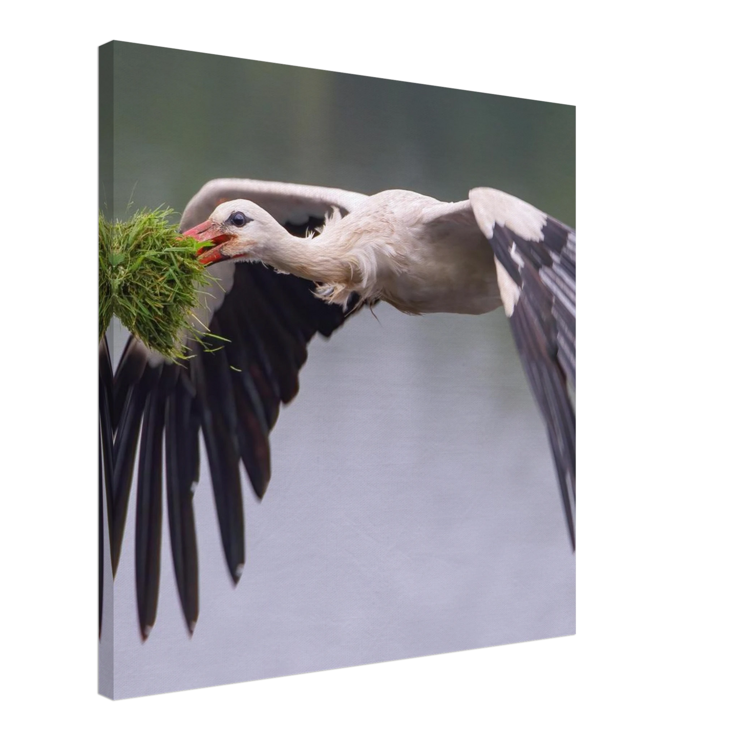 Wandbild nestbauender weissstorch im flug lebendige naturfotografie fuer ihr zuhause