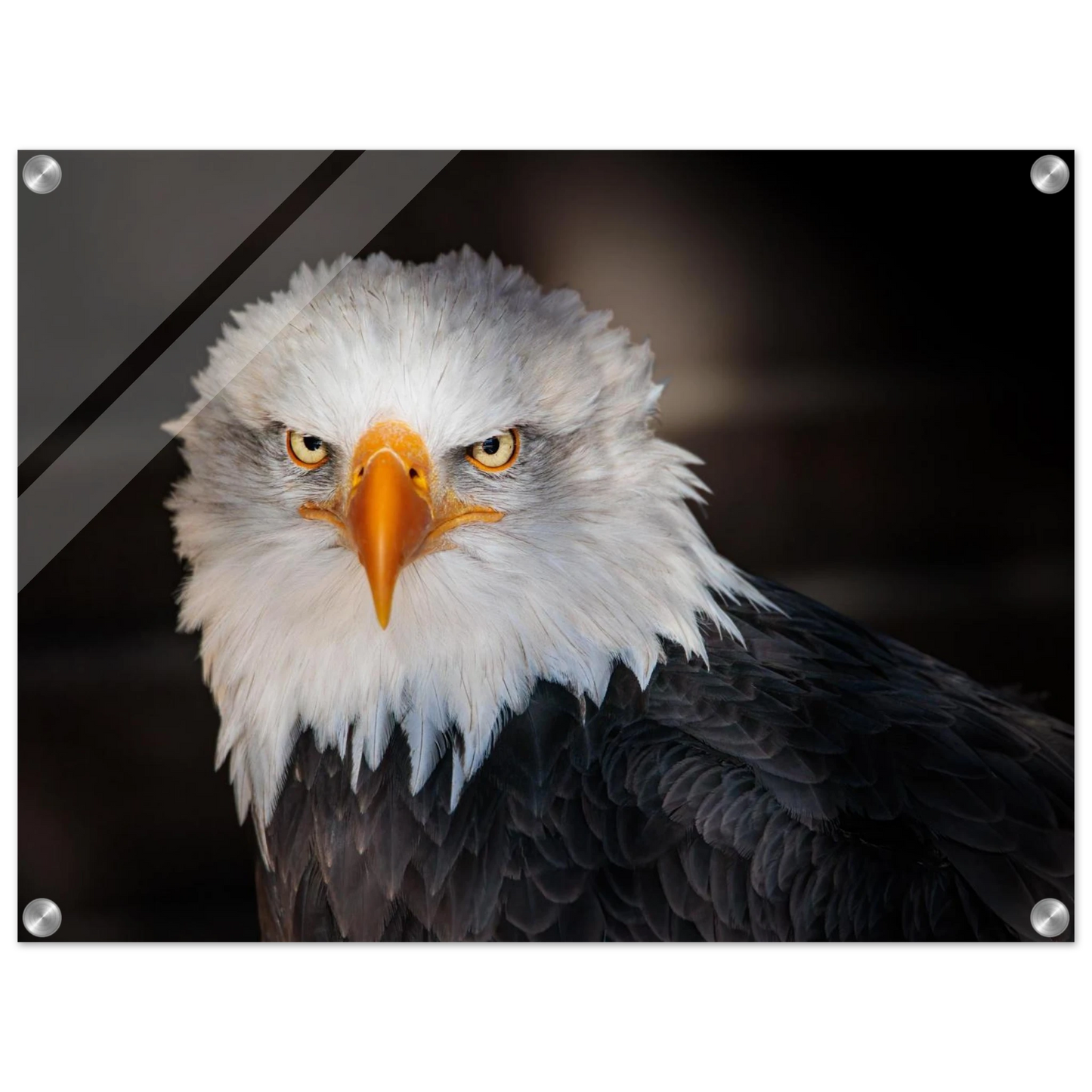 Wandbild majestaetischer adler ausdrucksstarke tierfotografie fuer ihr zuhause in vielen groessen erhaeltlich