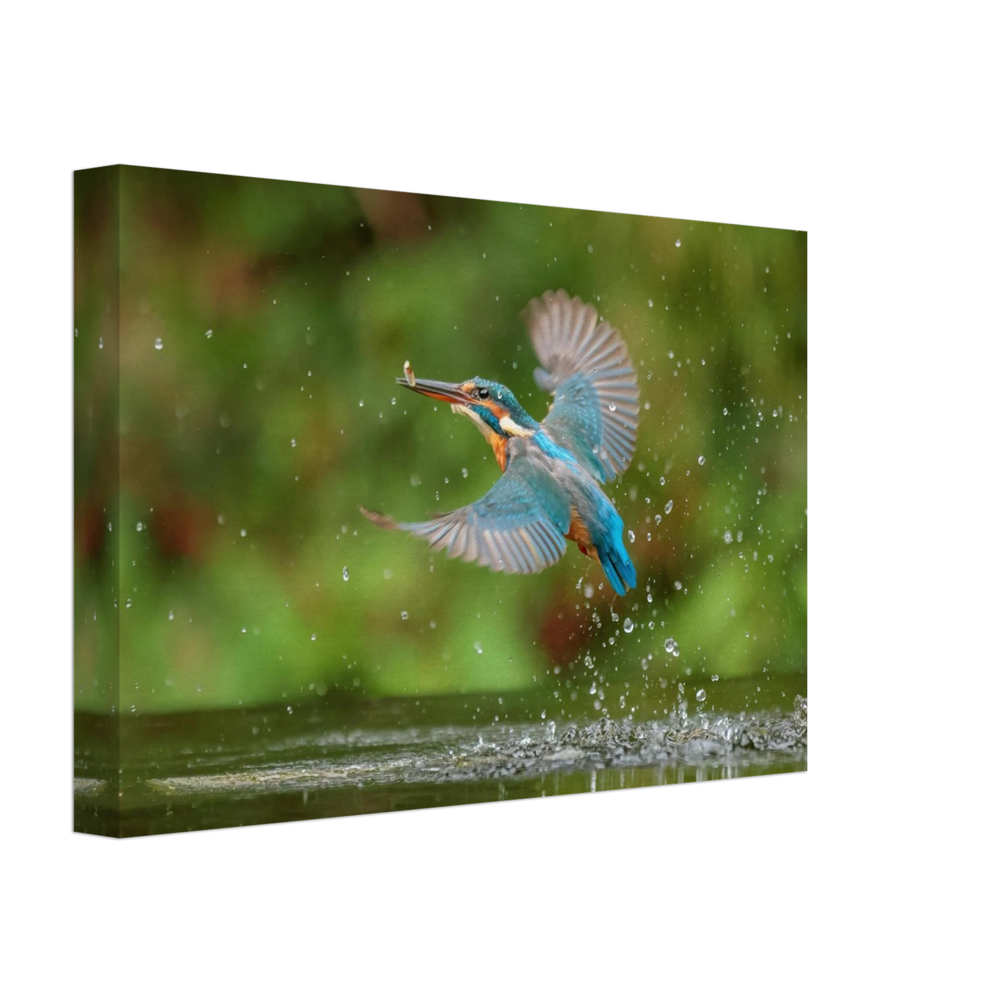 Wandbild eisvogel lebendige tierfotografie mit lebhaften blautoenen