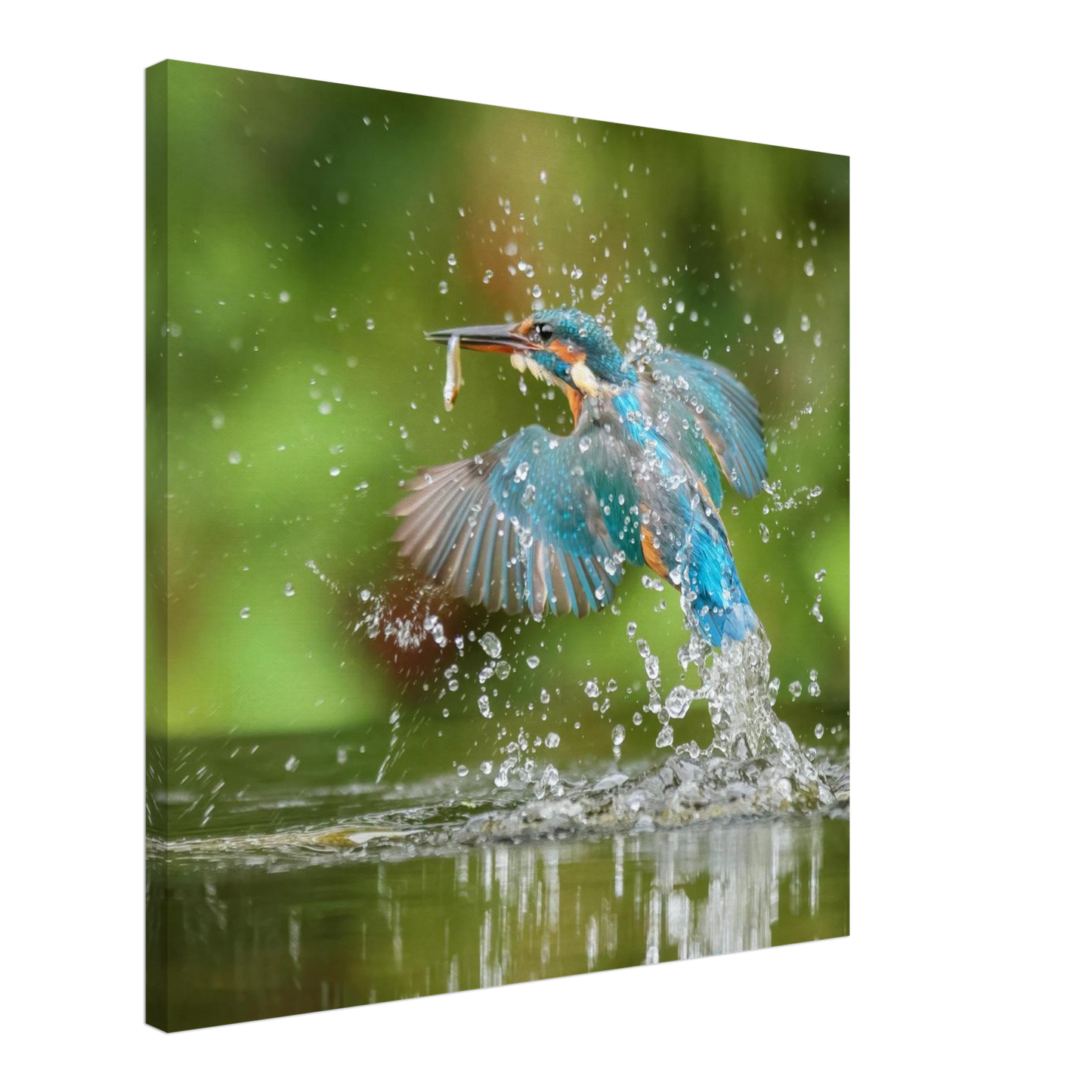 Wandbild eisvogel im sturzflug lebendige wildtierkunst fuer ihr zuhause