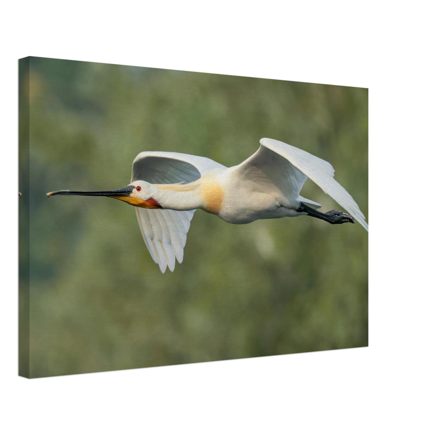 Wandbild eleganter loeffler im flug naturfotografie fuer ihr zuhause in vielen groessen