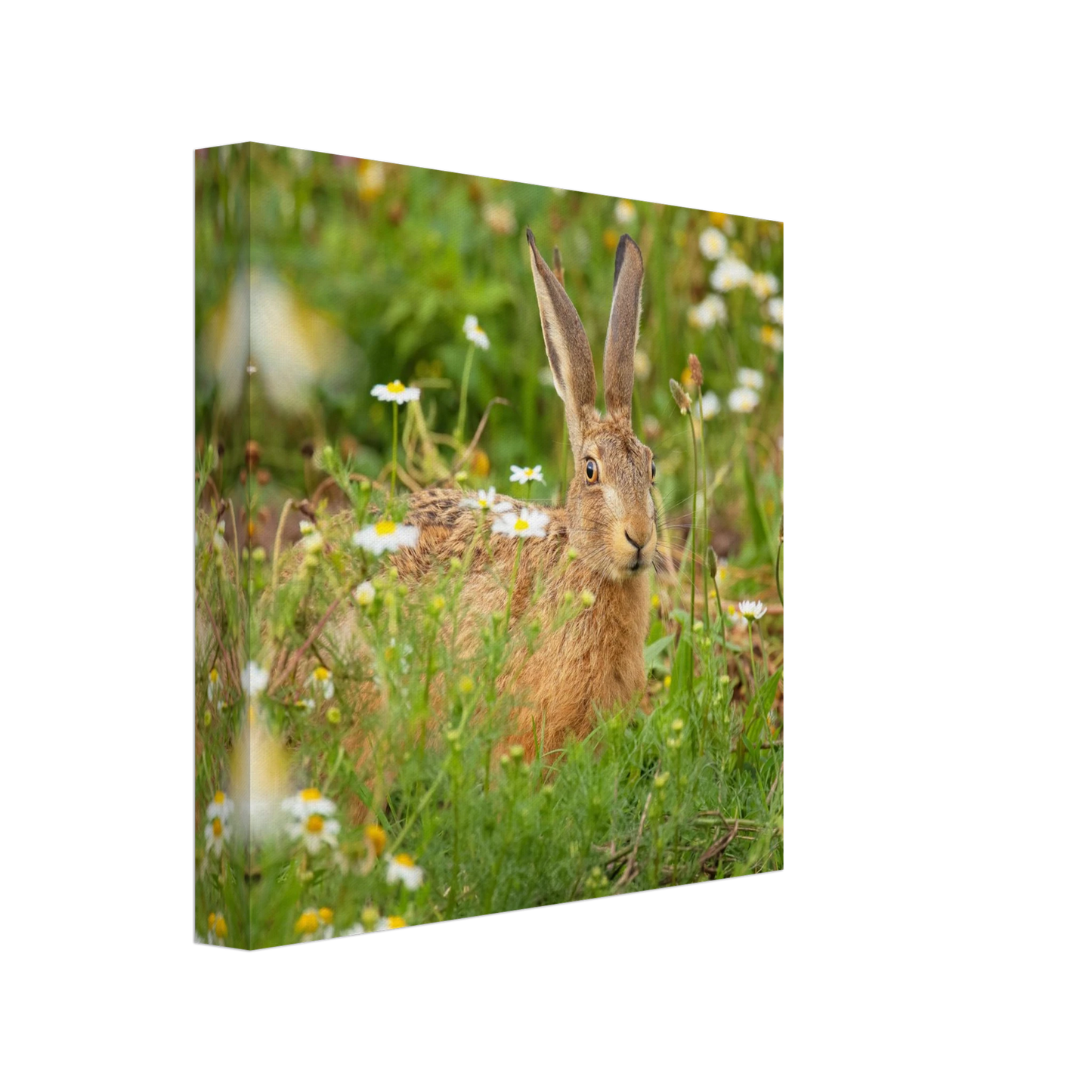Wandbild feldhase im blumenfeld beruhigende natur tier kunst in vielen groessen