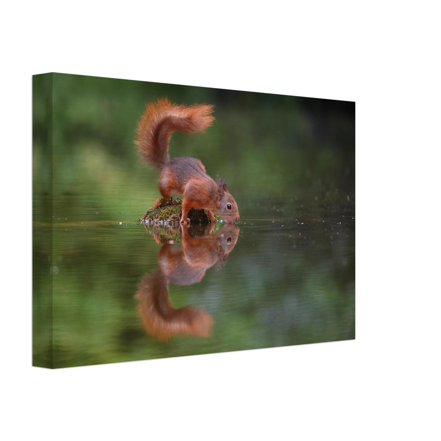 Wandbild durstiges eichhoernchen eine ruhige reflexion in der natur erhaeltlich in vielen groessen
